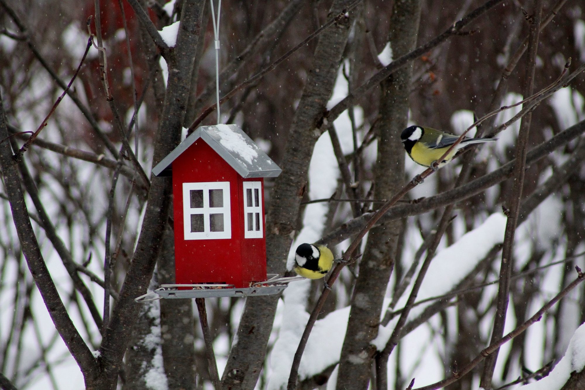 Valokuvaaja: Pirkko Siukonen Valokuvaaja: Pirkko Siukonen