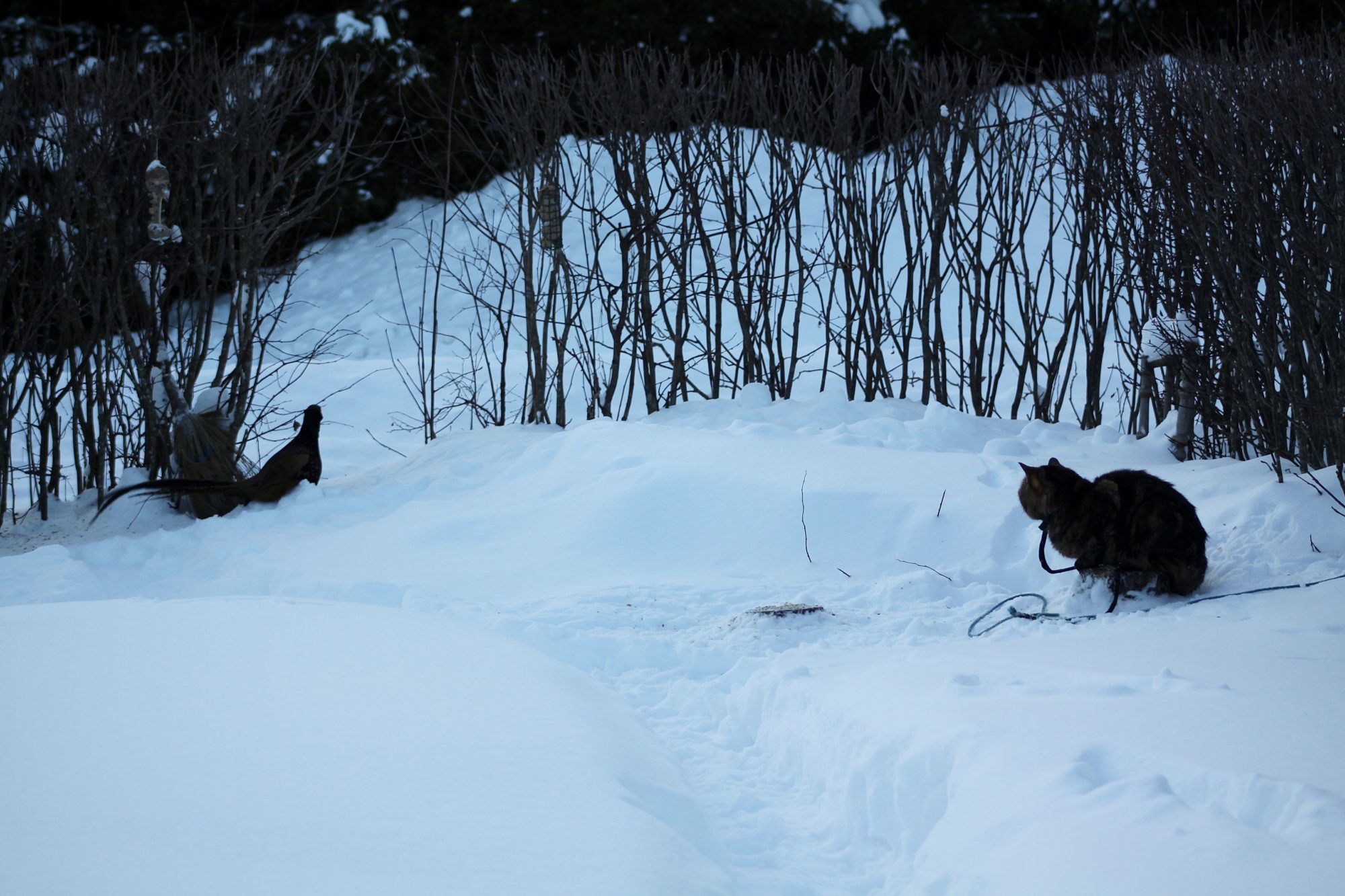 Valokuvaaja: Pirkko Siukonen