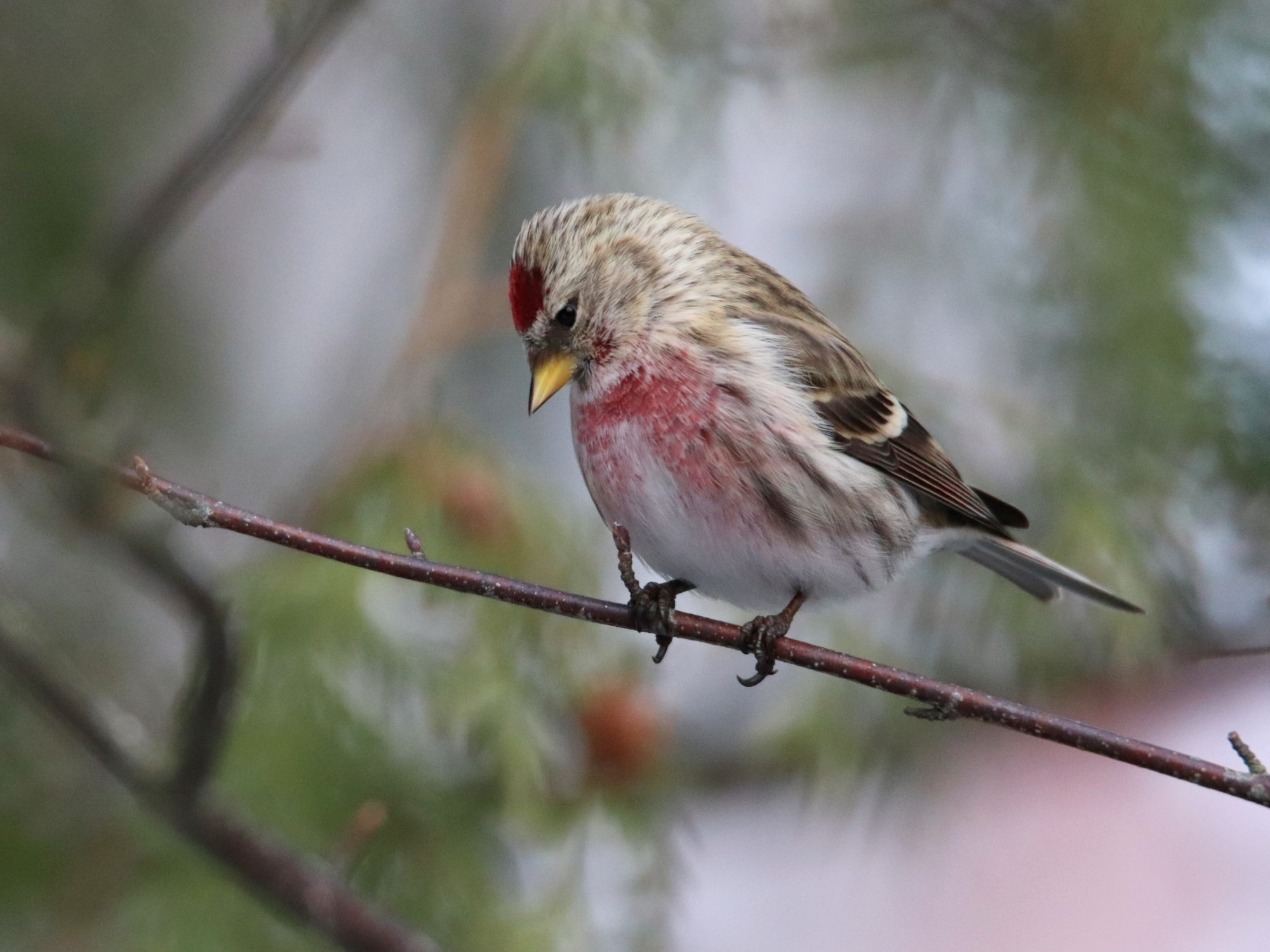 Valokuvaaja: Irja Lehtinen