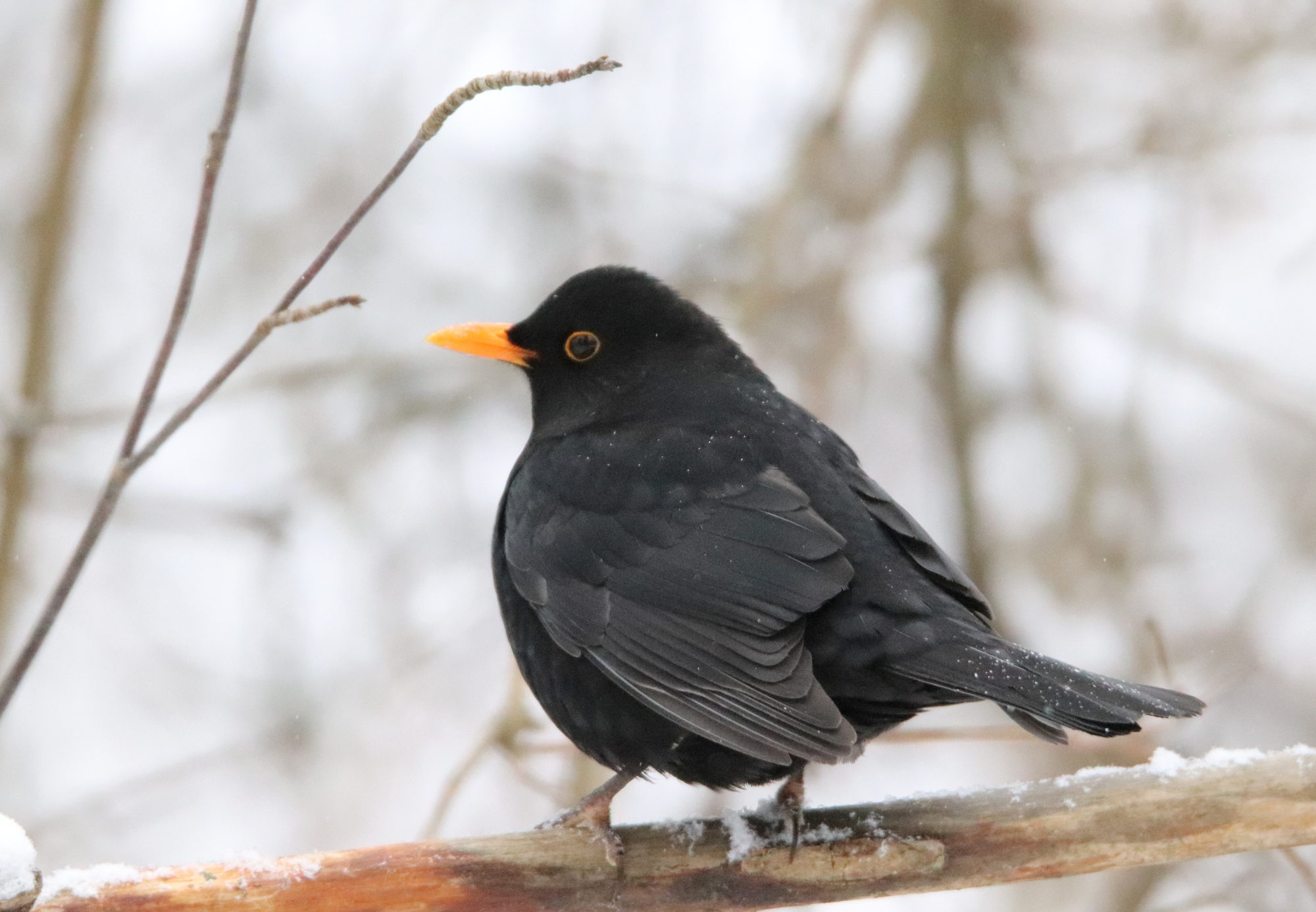 Valokuvaaja: Irja Lehtinen