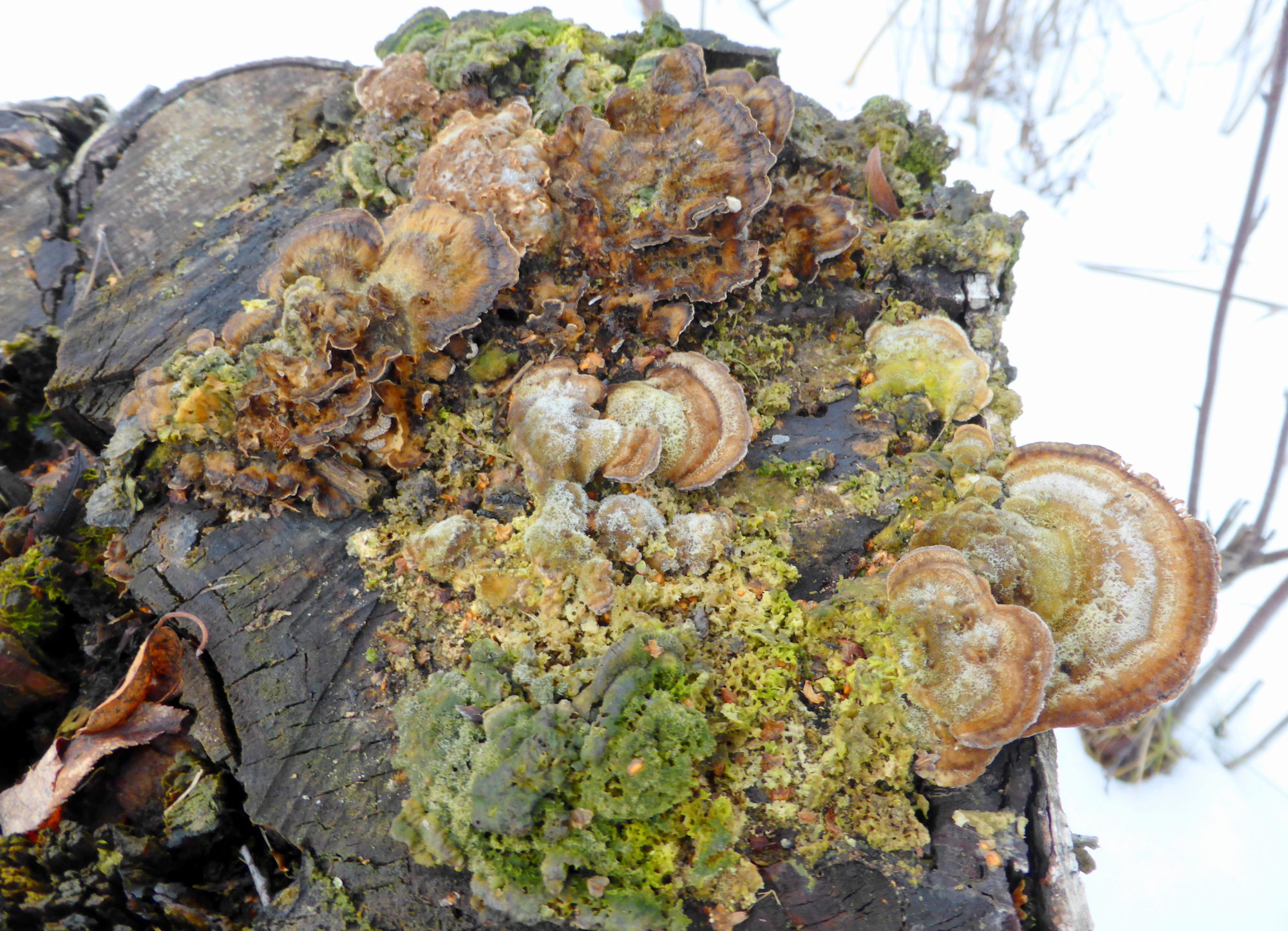 Valokuvaaja: Kaarlo Asikainen