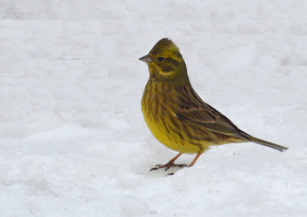 Valokuvaaja: Elisabet Varonen