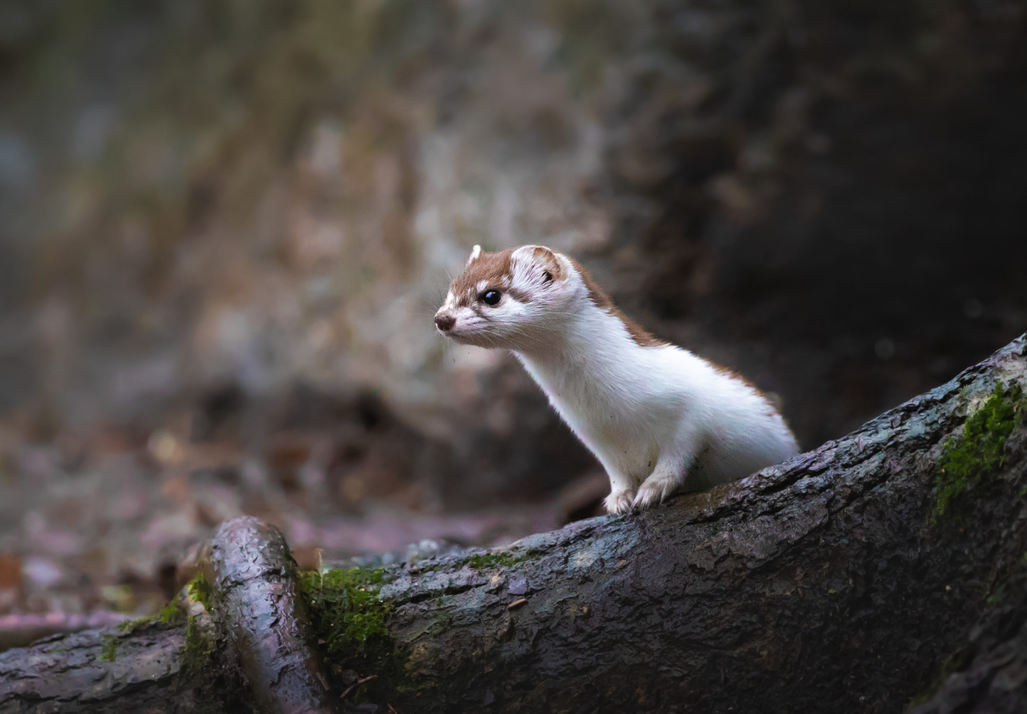 Valokuvaaja: Riku Norakari