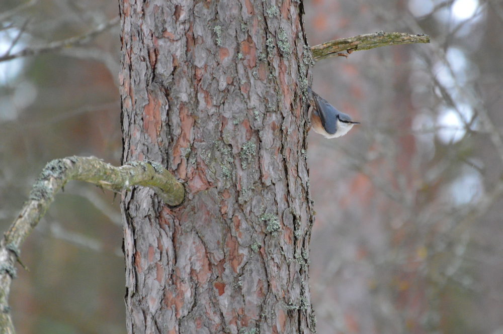 Valokuvaaja: Elisabet Varonen