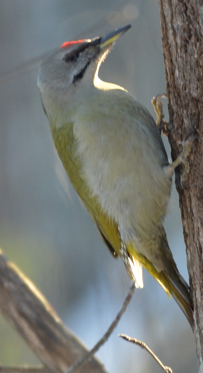 Valokuvaaja: Jouko Varonen