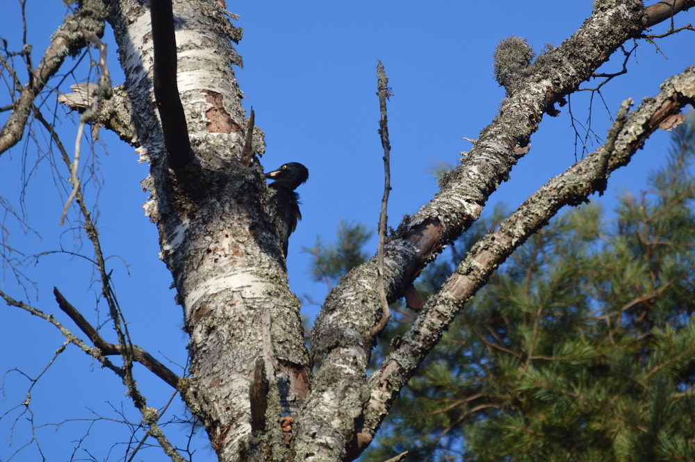 Valokuvaaja: Elisabet Varonen