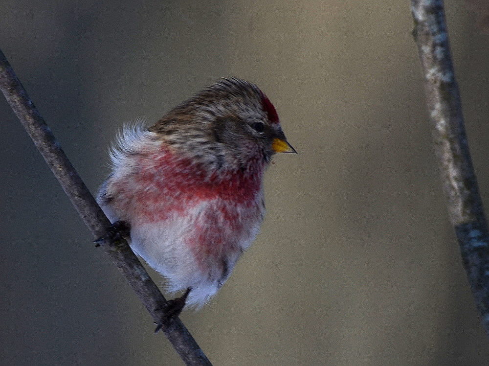Valokuvaaja: Jouko Varonen