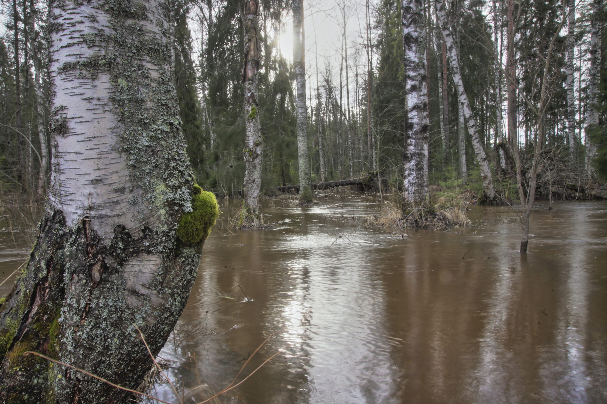 Valokuvaaja: Lasse Kokko