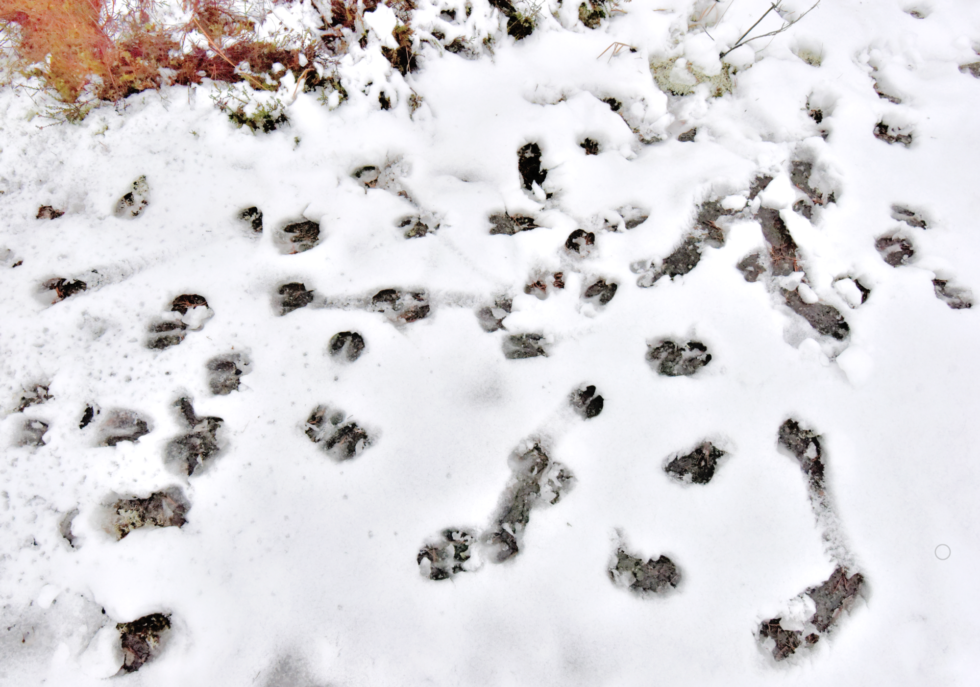 Valokuvaaja: Reijo Juurinen
