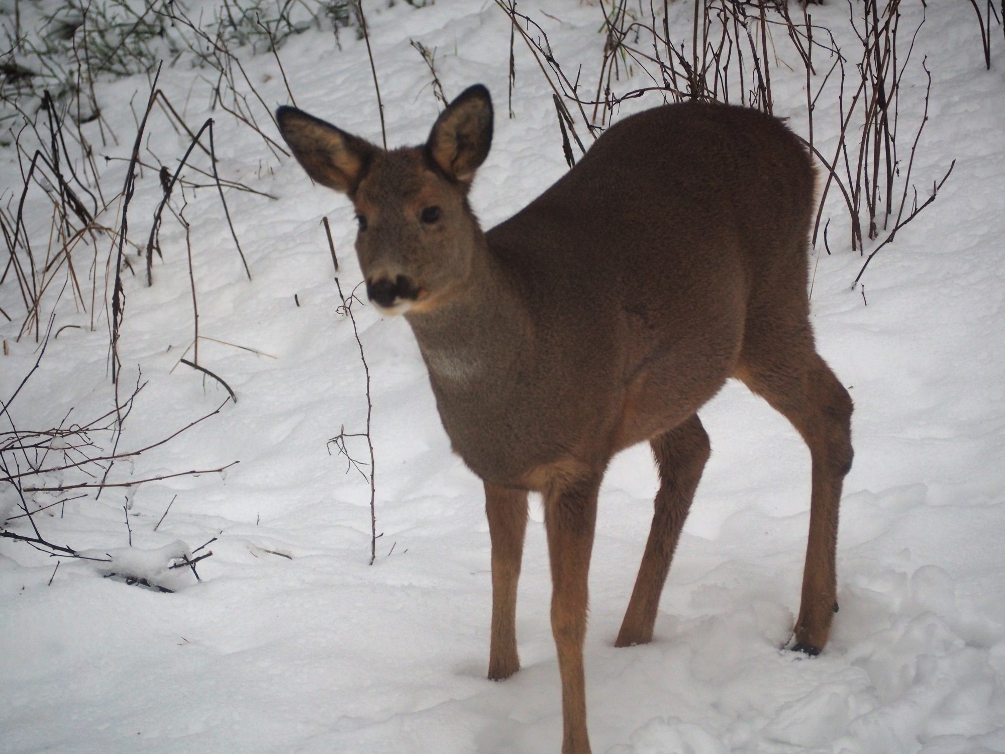 Valokuvaaja: Raija Metsänheimo