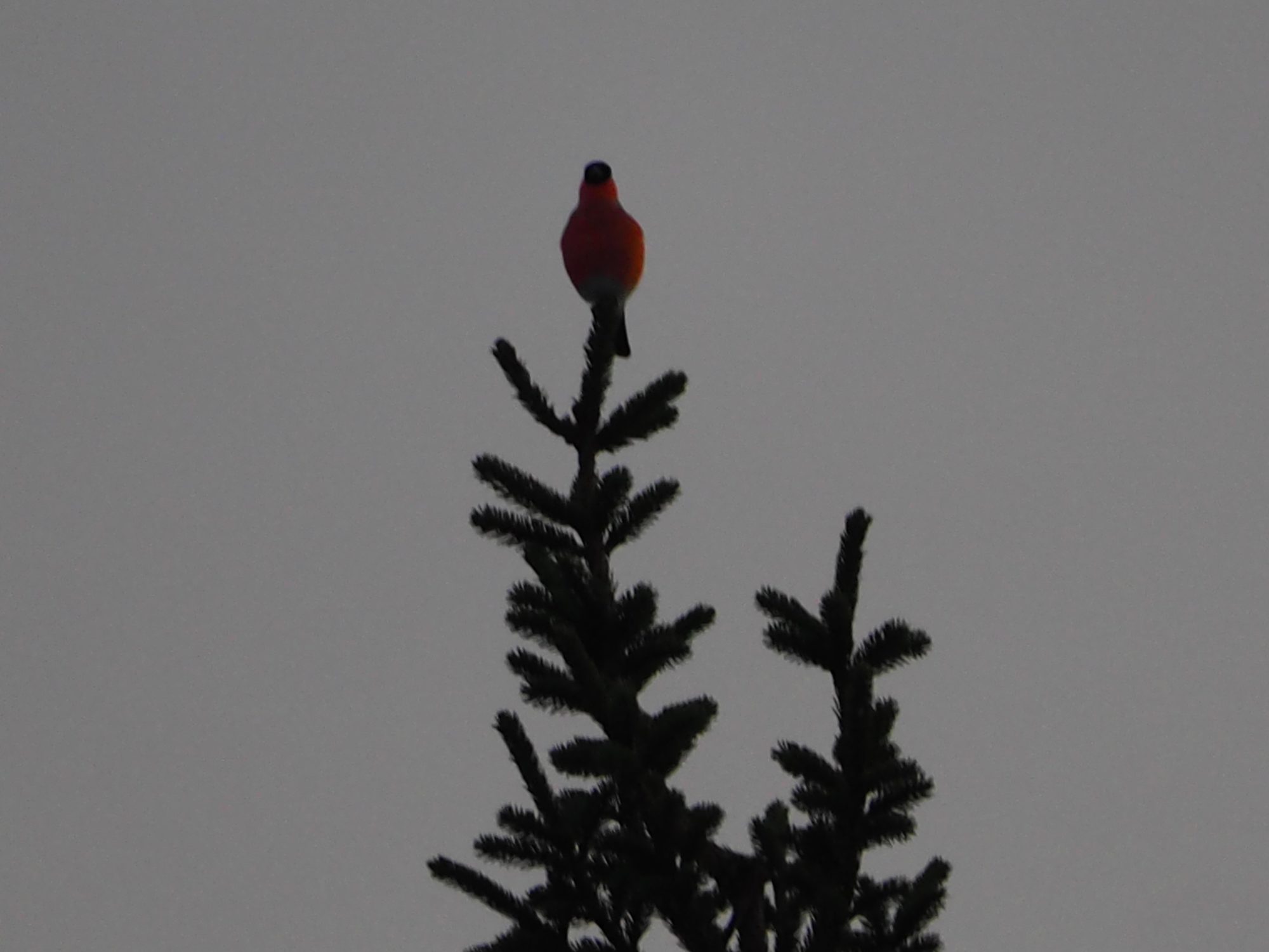Valokuvaaja: Raija Metsänheimo