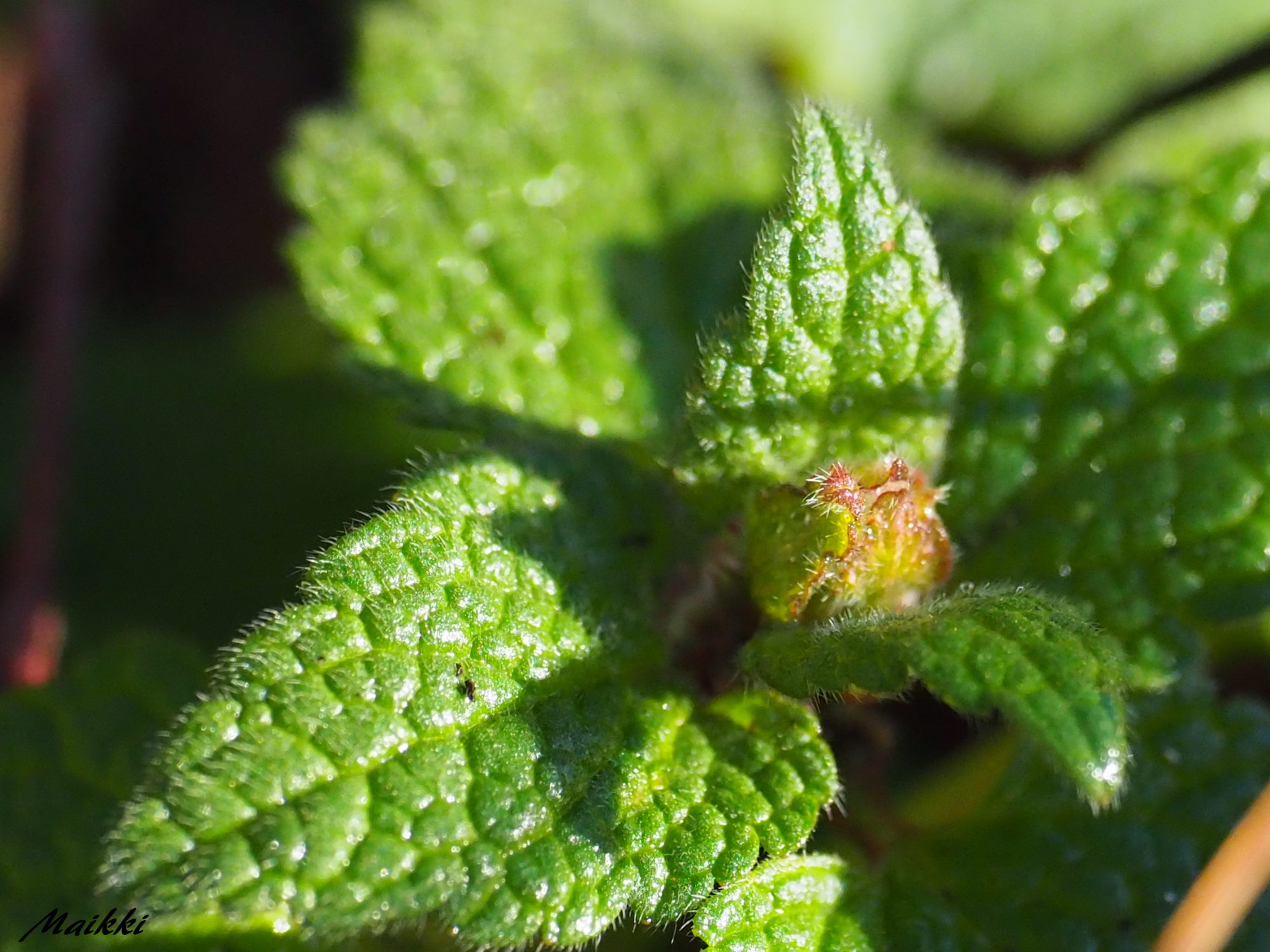 Valokuvaaja: Marja-Leena Kuusisto