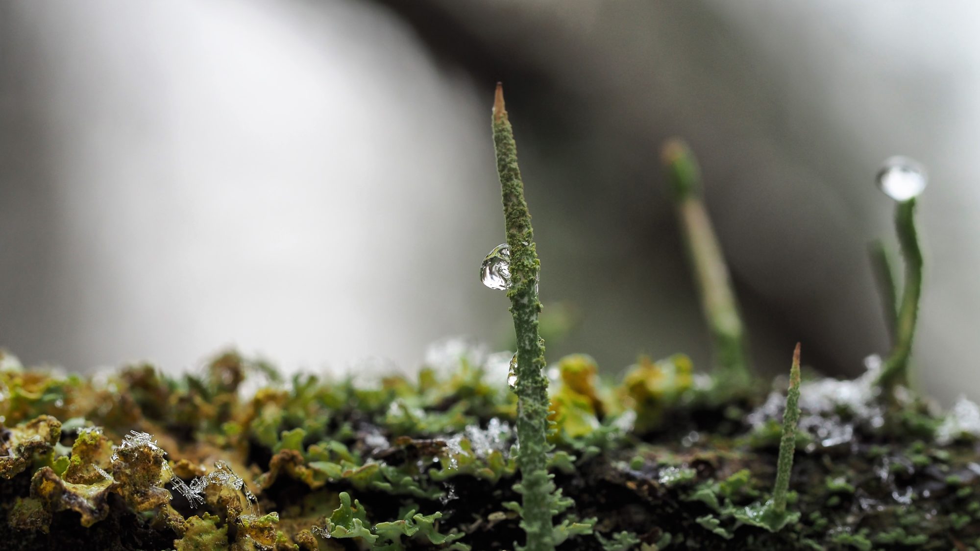 Valokuvaaja: Arja Valtonen