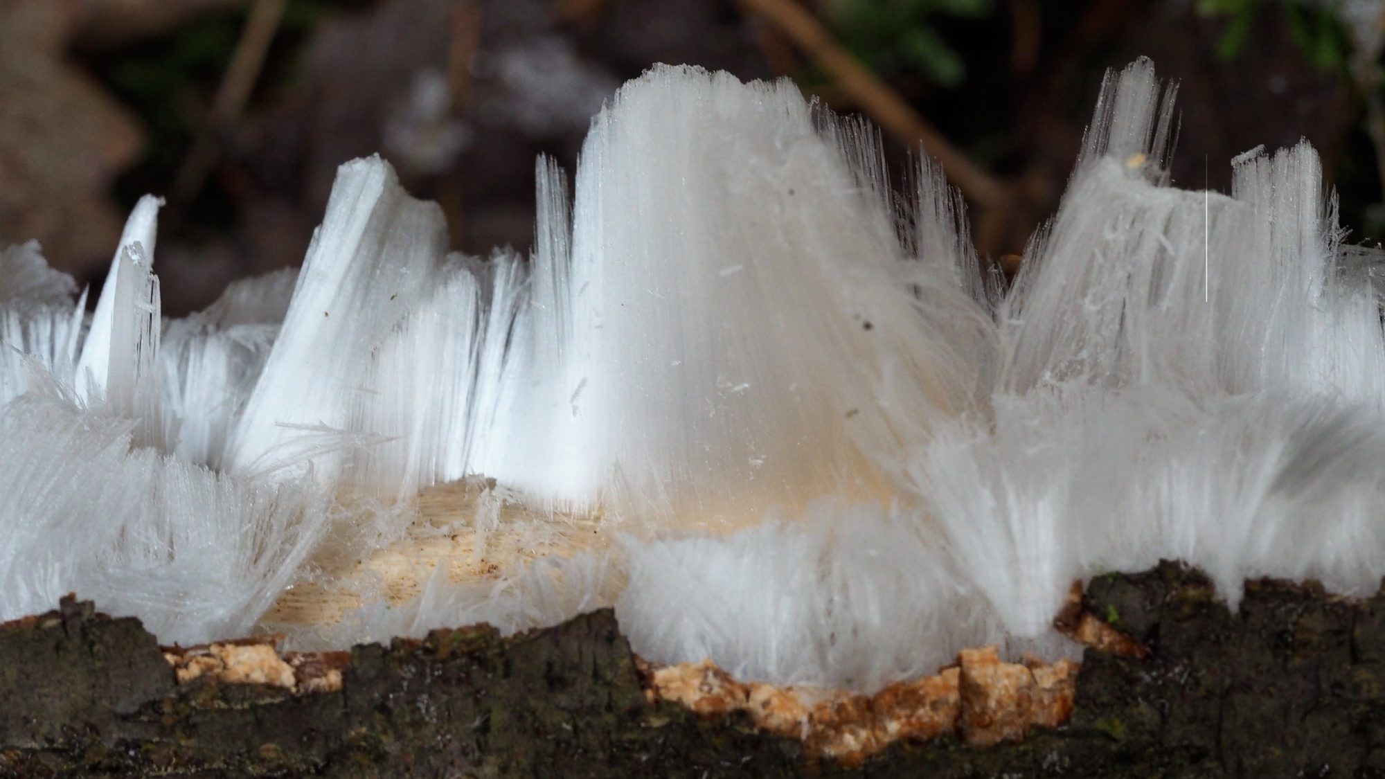 Valokuvaaja: Arja Valtonen