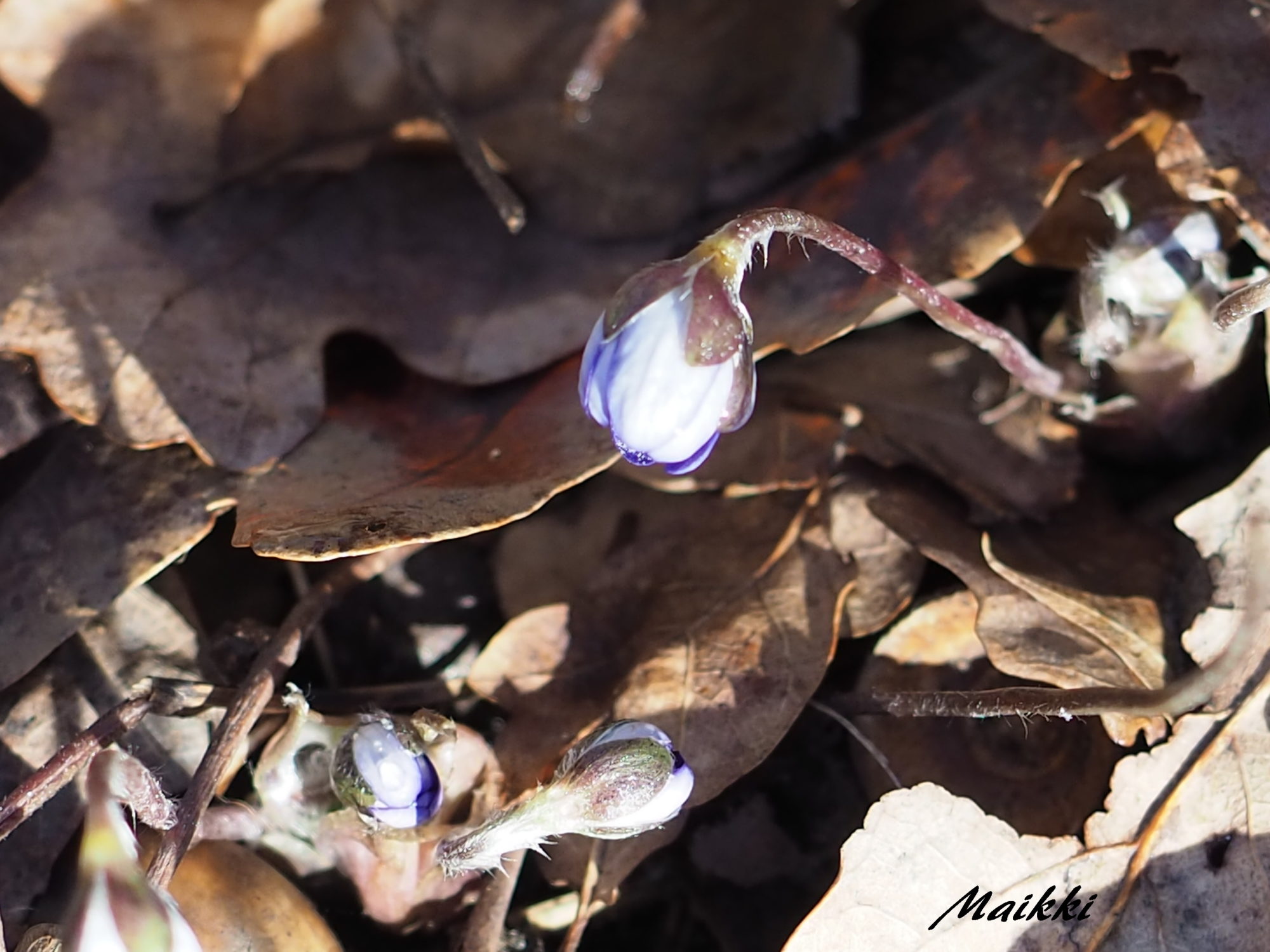 Valokuvaaja: Marja-Leena Kuusisto