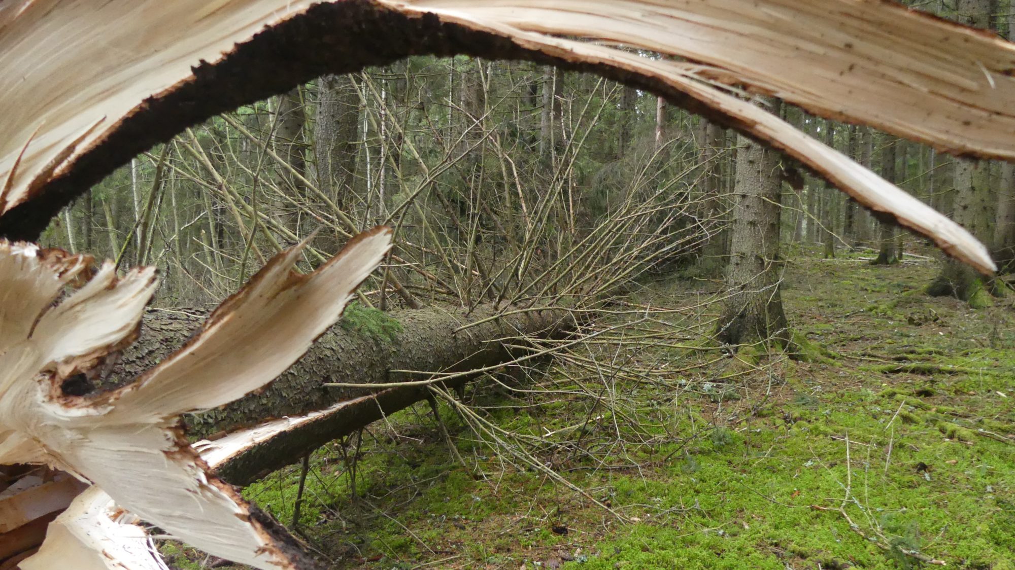 Valokuvaaja: Martti Valtonen