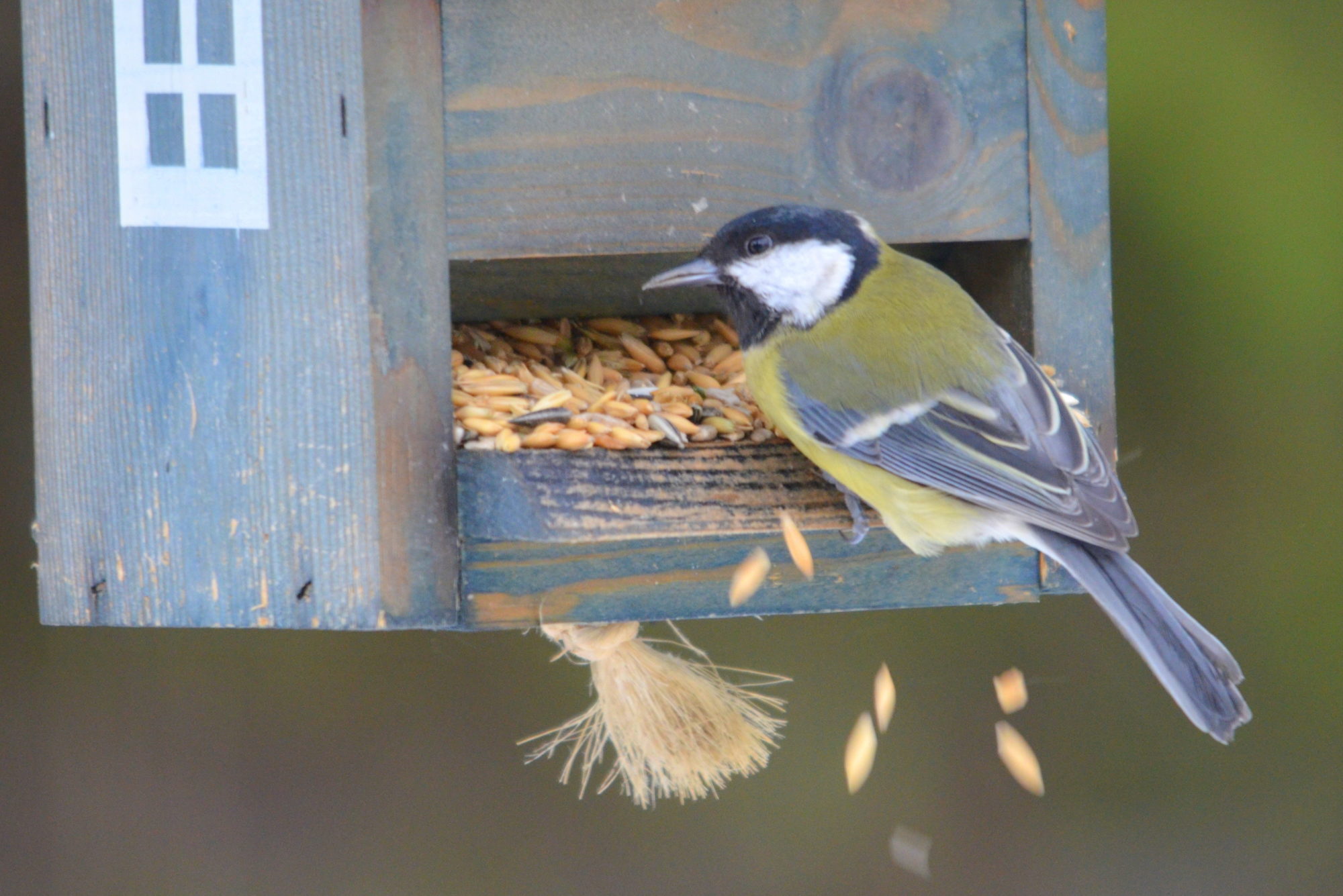 Valokuvaaja: Kaarlo Asikainen