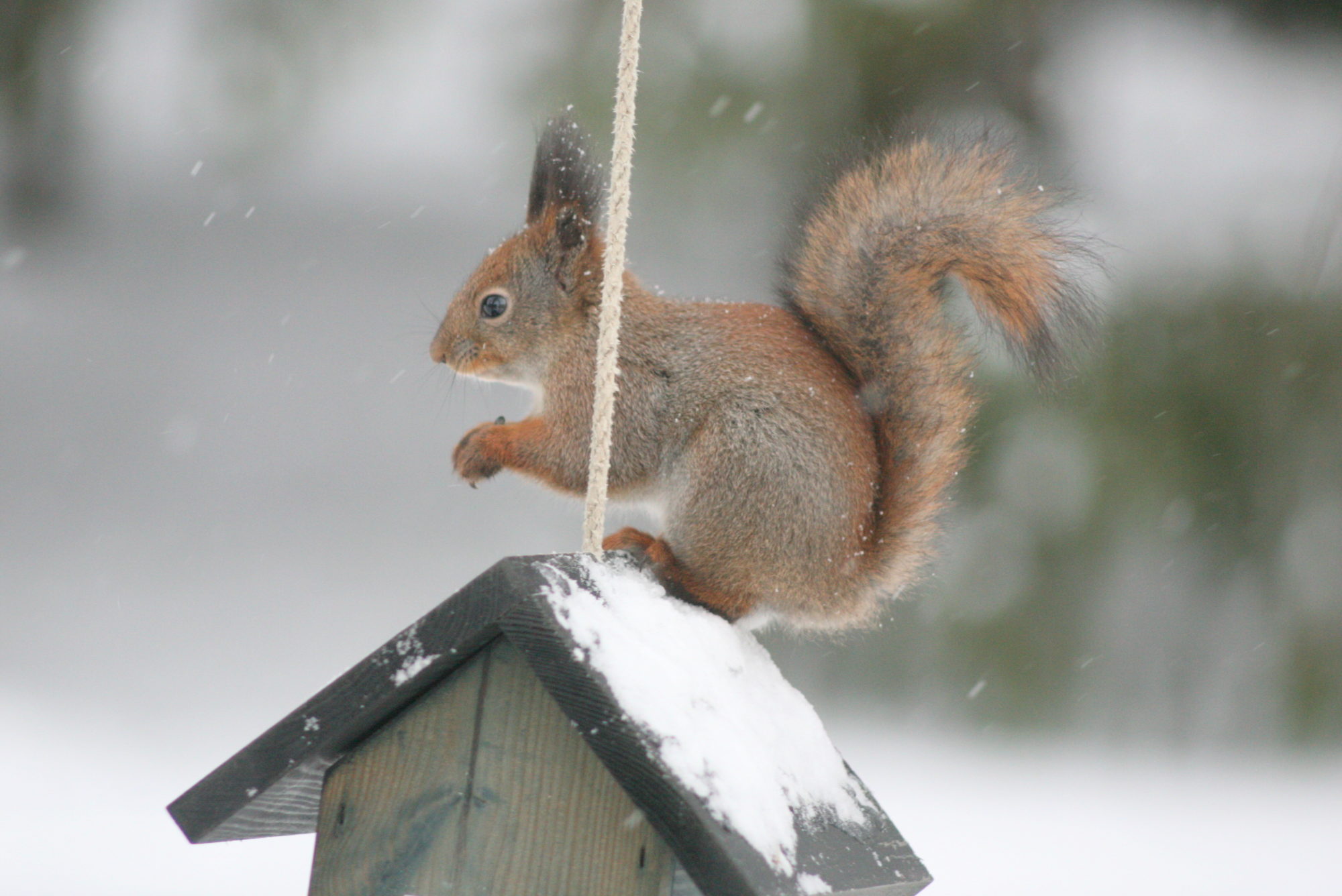 Valokuvaaja: Kaarlo Asikainen