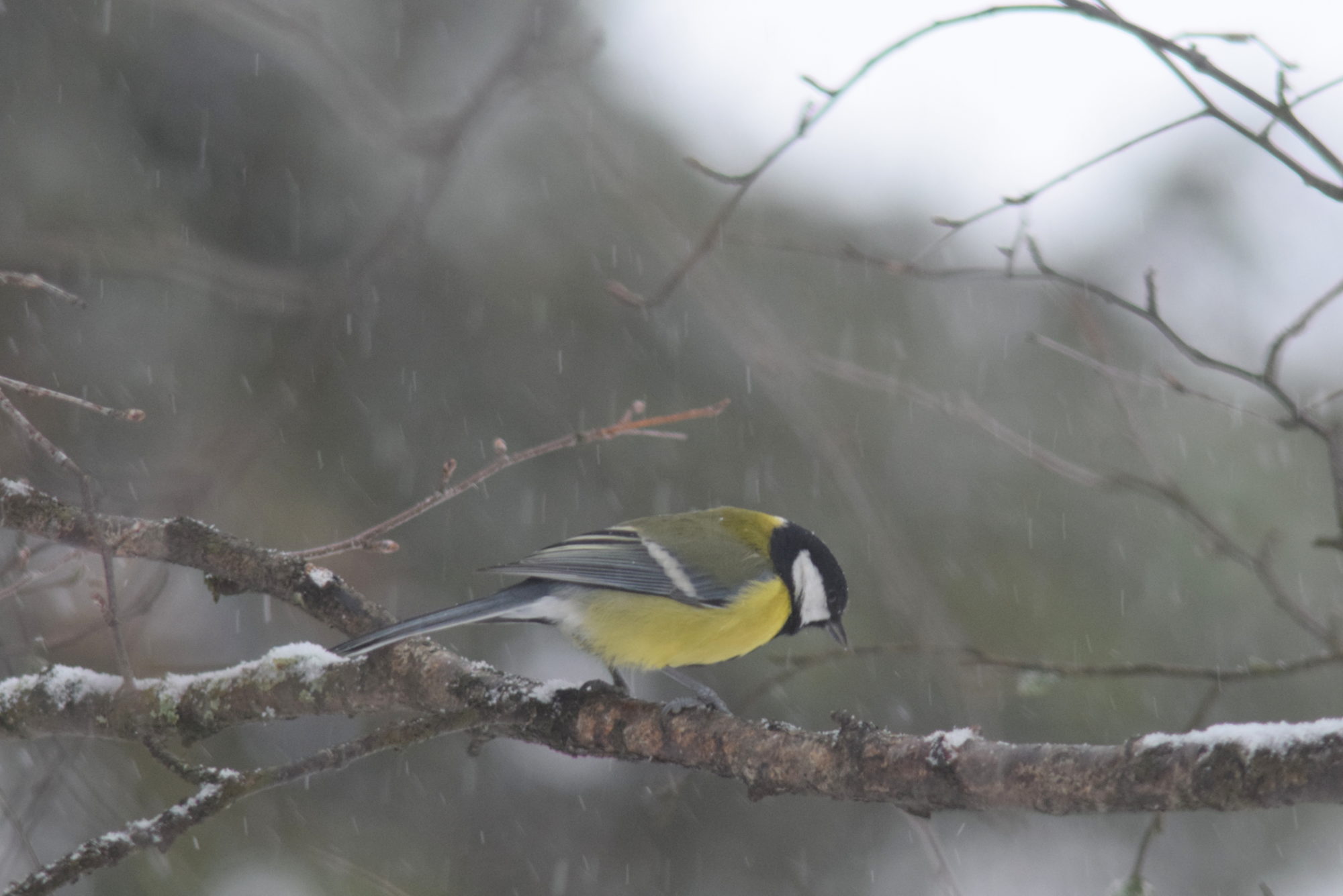 Valokuvaaja: Kaarlo Asikainen