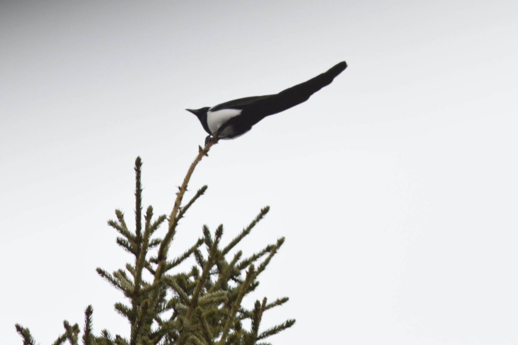 Valokuvaaja: Kaarlo Asikainen
