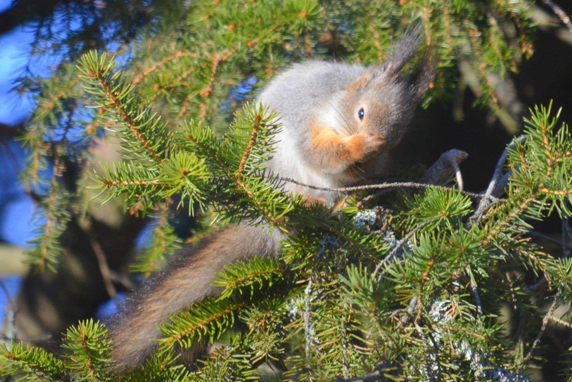 Valokuvaaja: Kaarlo Asikainen