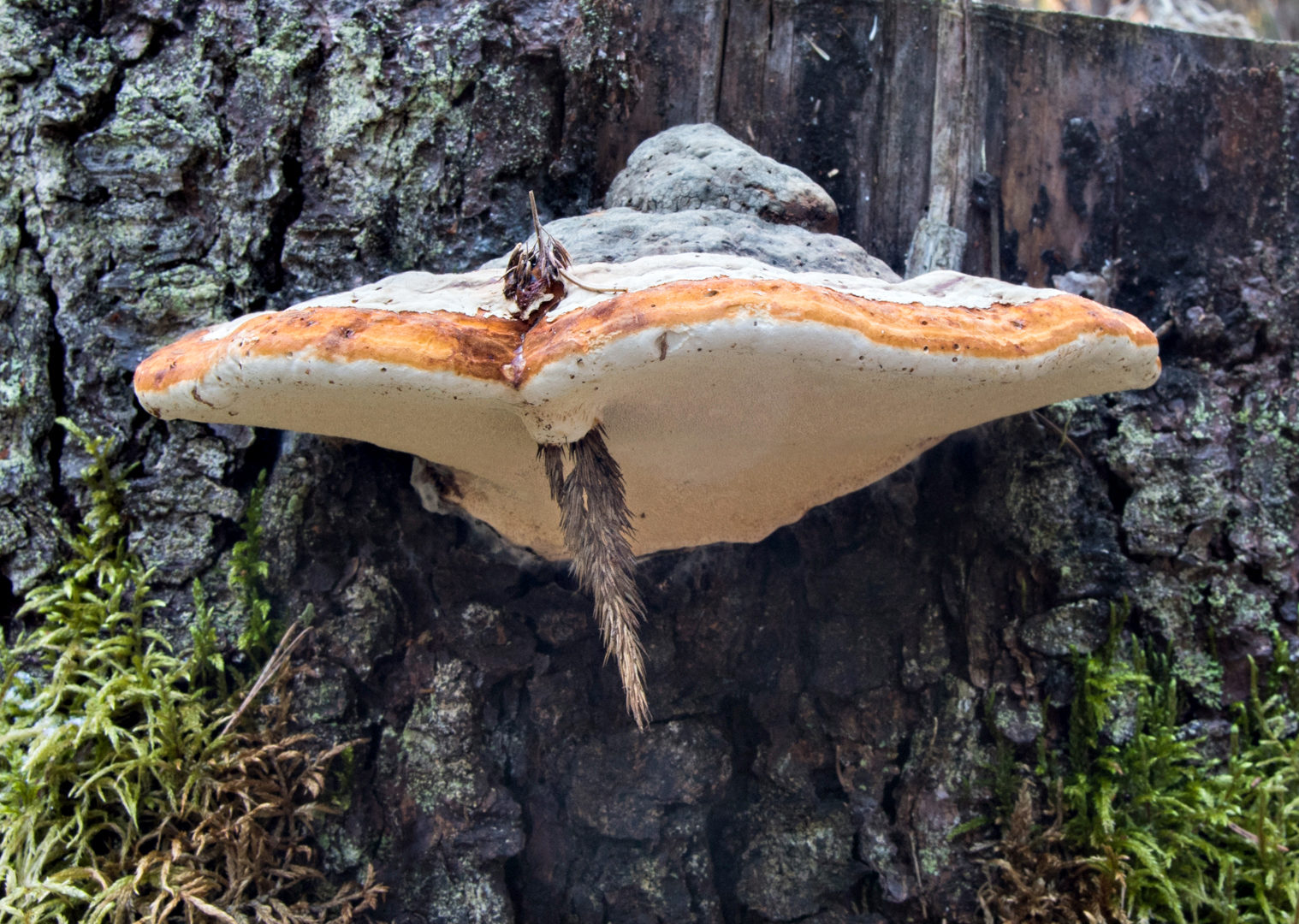 Valokuvaaja: Juha Poutanen