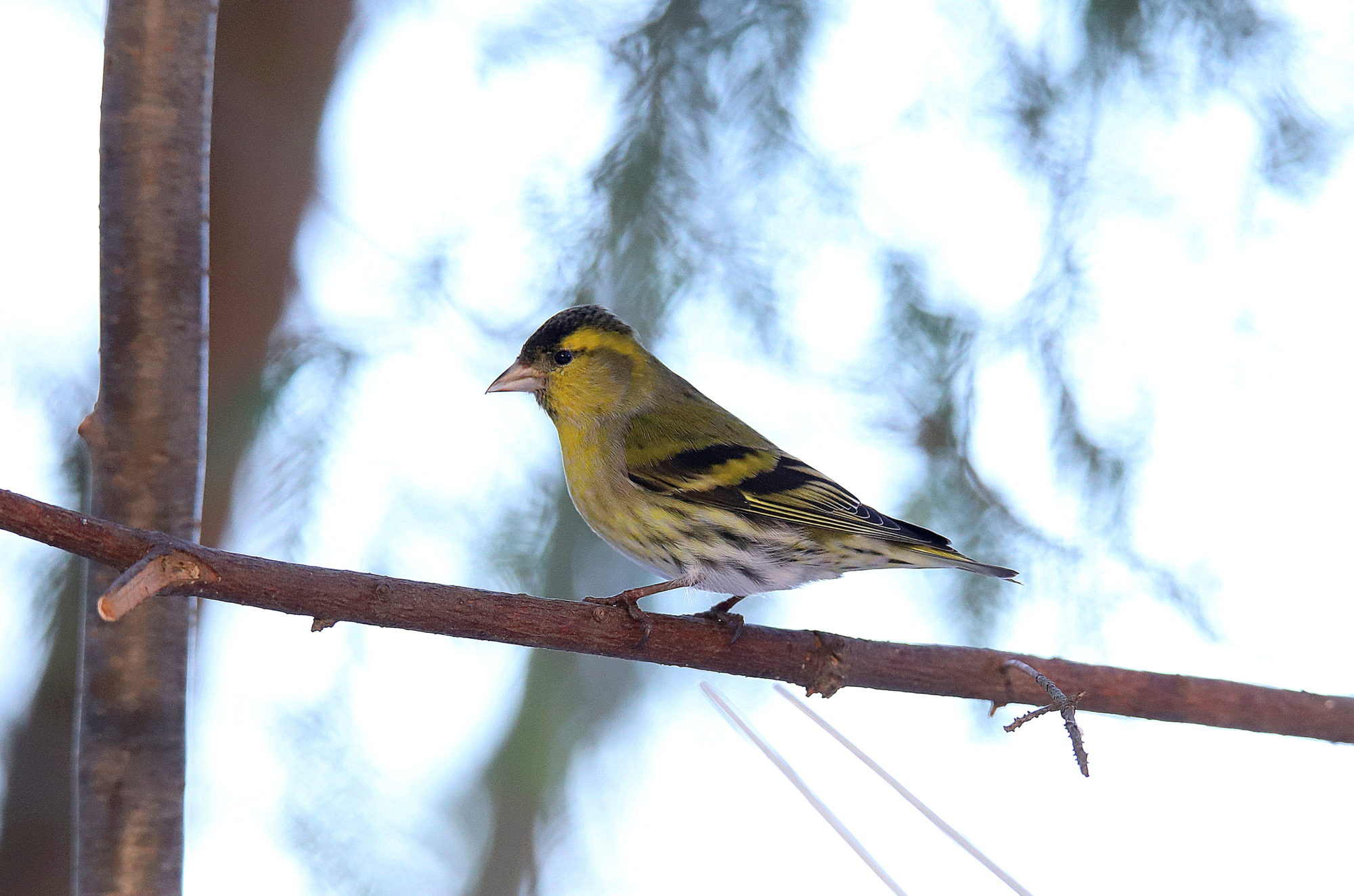 Valokuvaaja: sirpa jyske