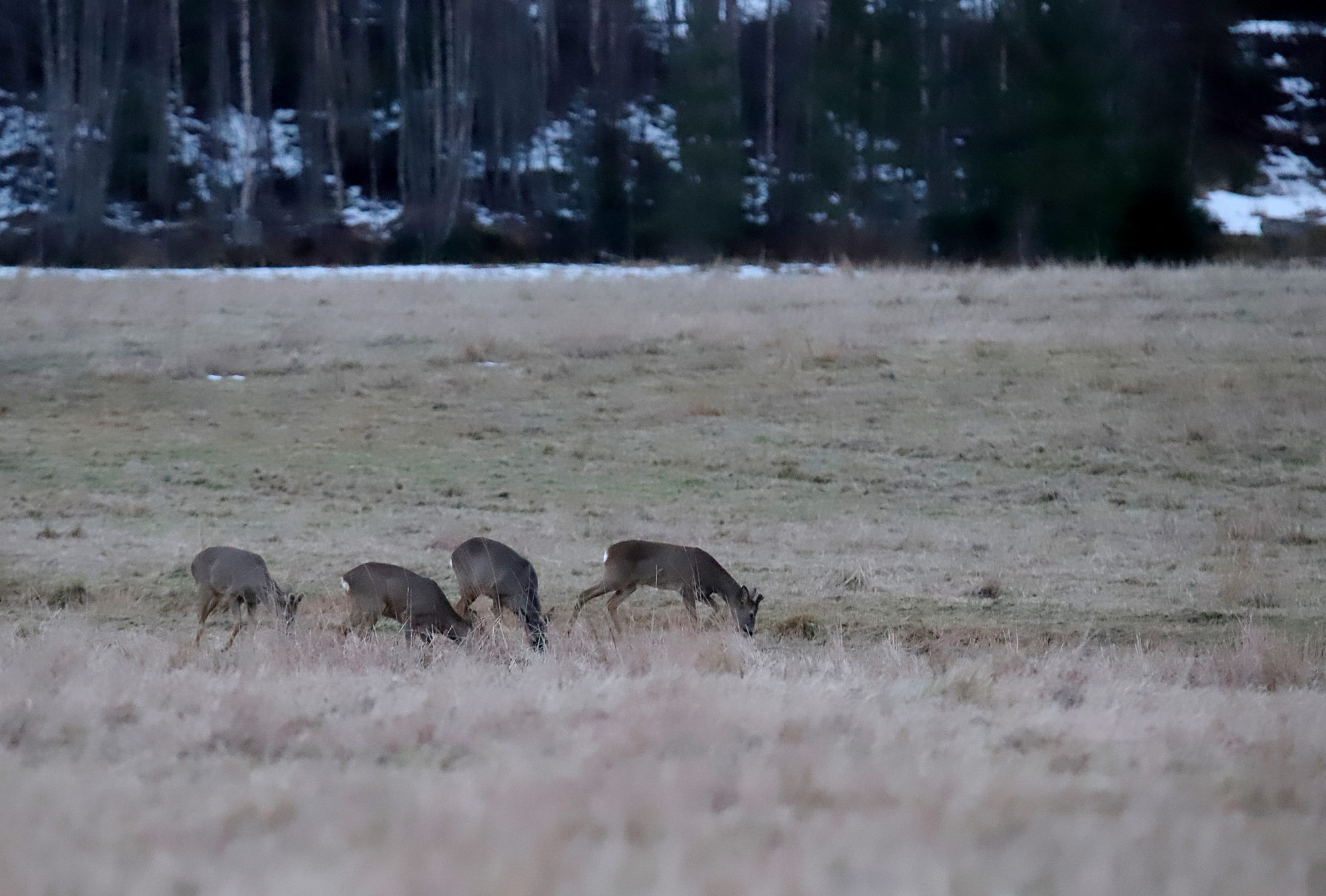 Valokuvaaja: sirpa jyske