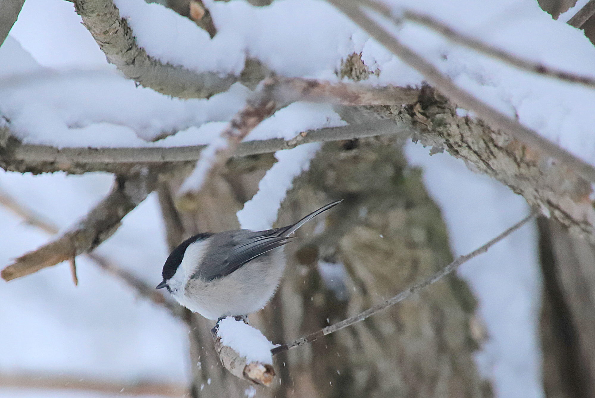 Valokuvaaja: sirpa jyske