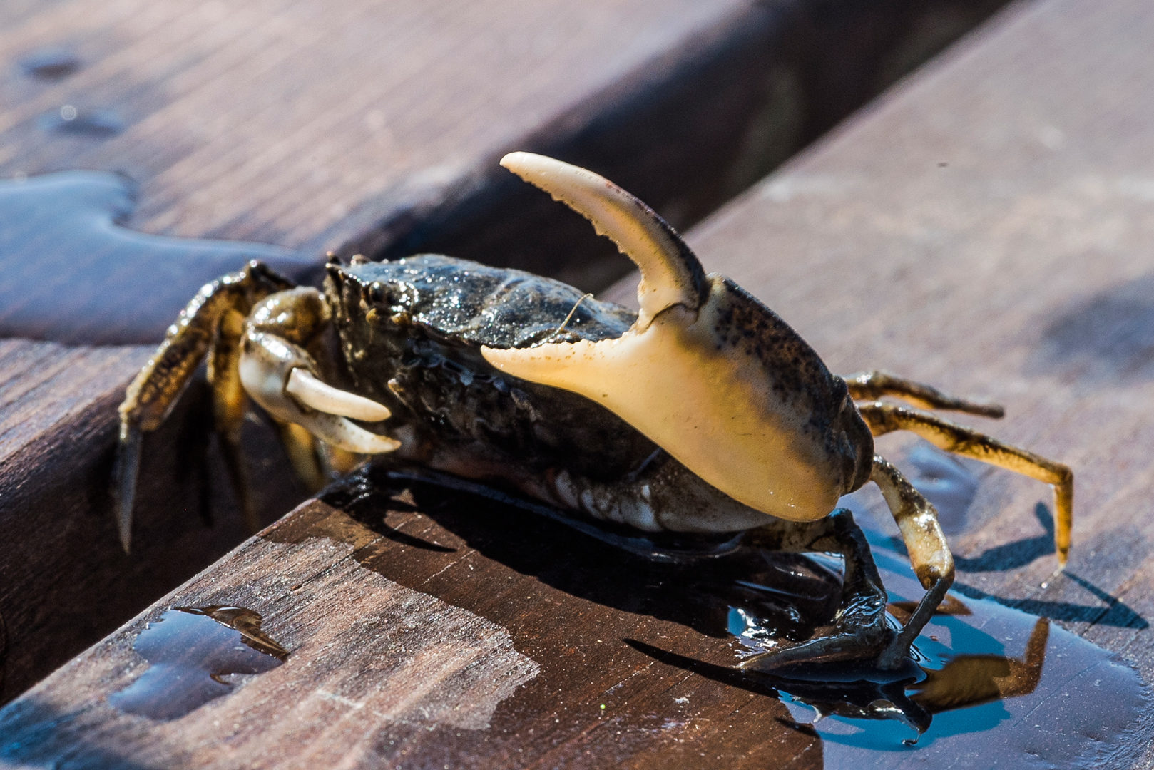 Valokuvaaja: Timo Lahtinen