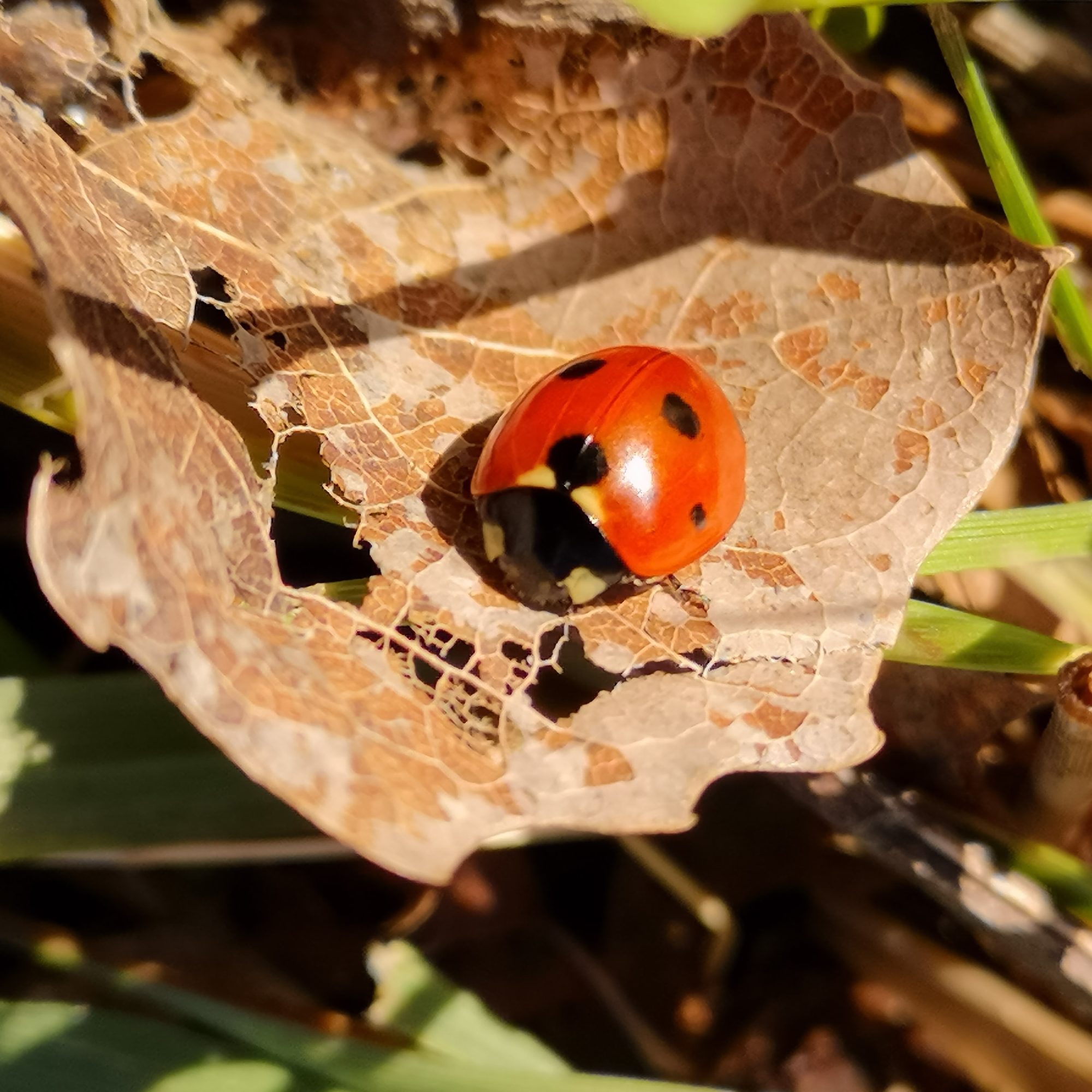 Valokuvaaja: Chris Macleod