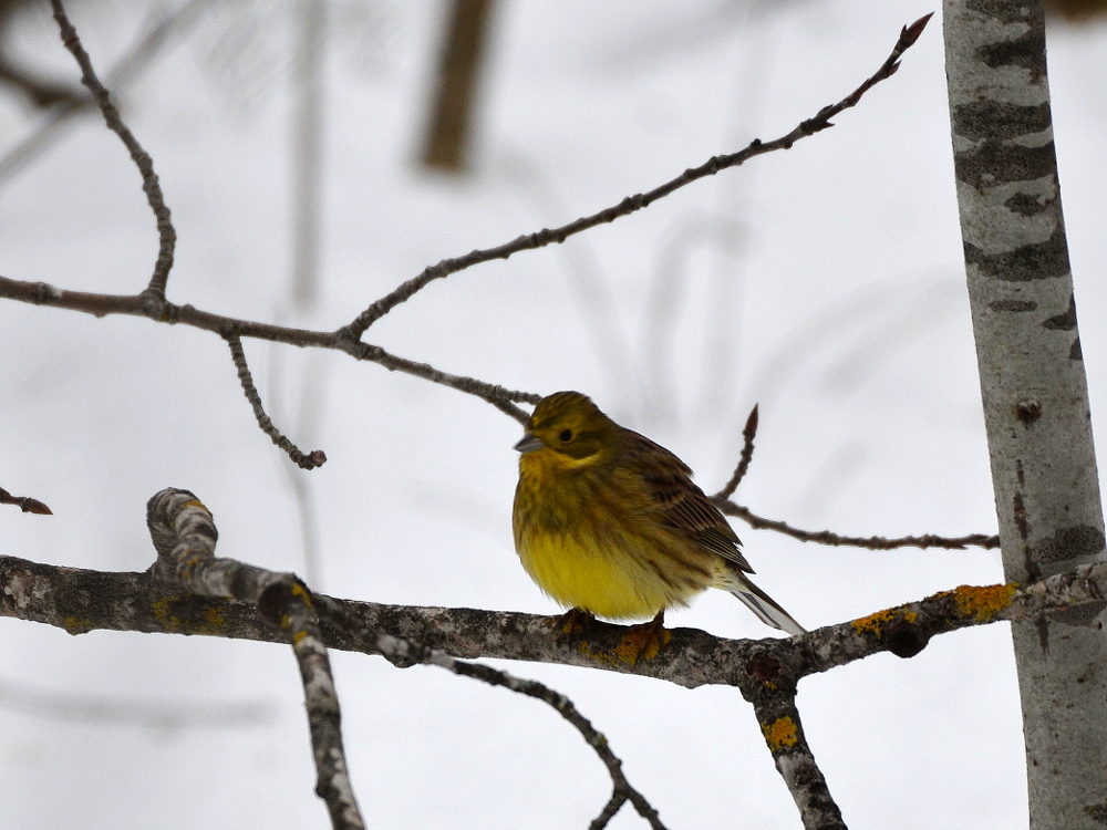 Valokuvaaja: Jouko Varonen