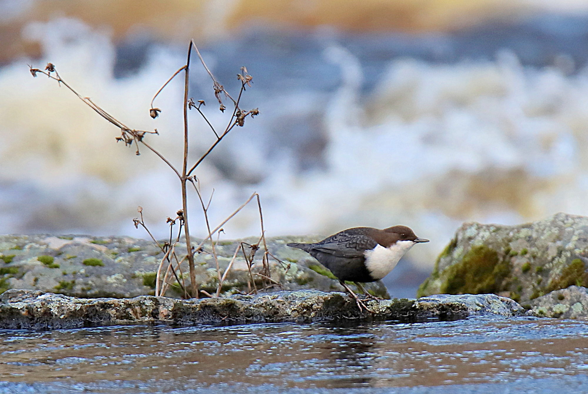 Valokuvaaja: sirpa jyske