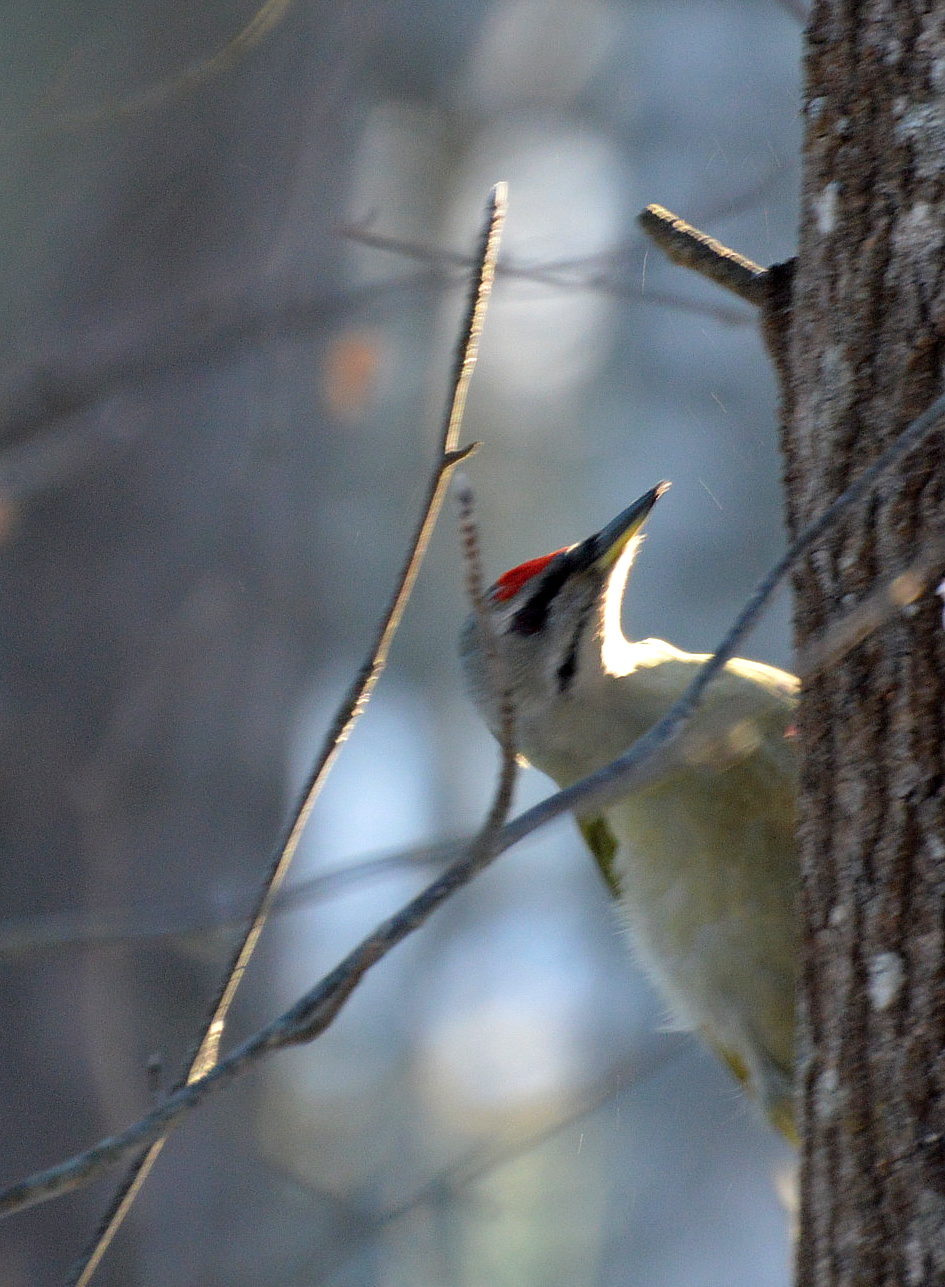 Valokuvaaja: Elisabet Varonen