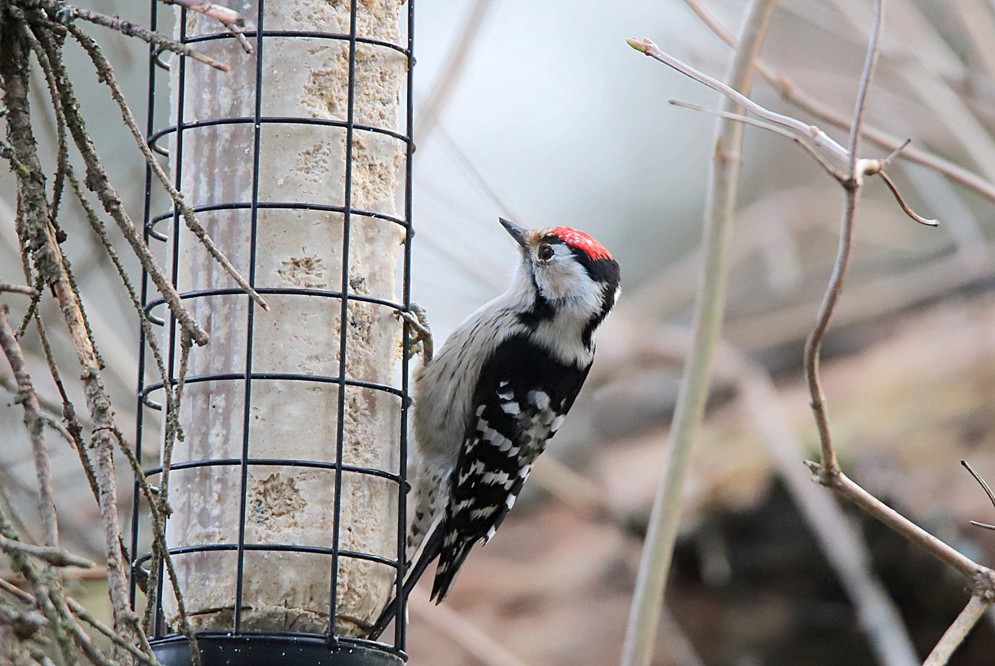 Valokuvaaja: sirpa jyske