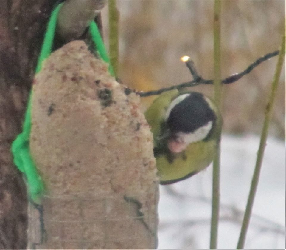 Valokuvaaja: Esko Marjomaa