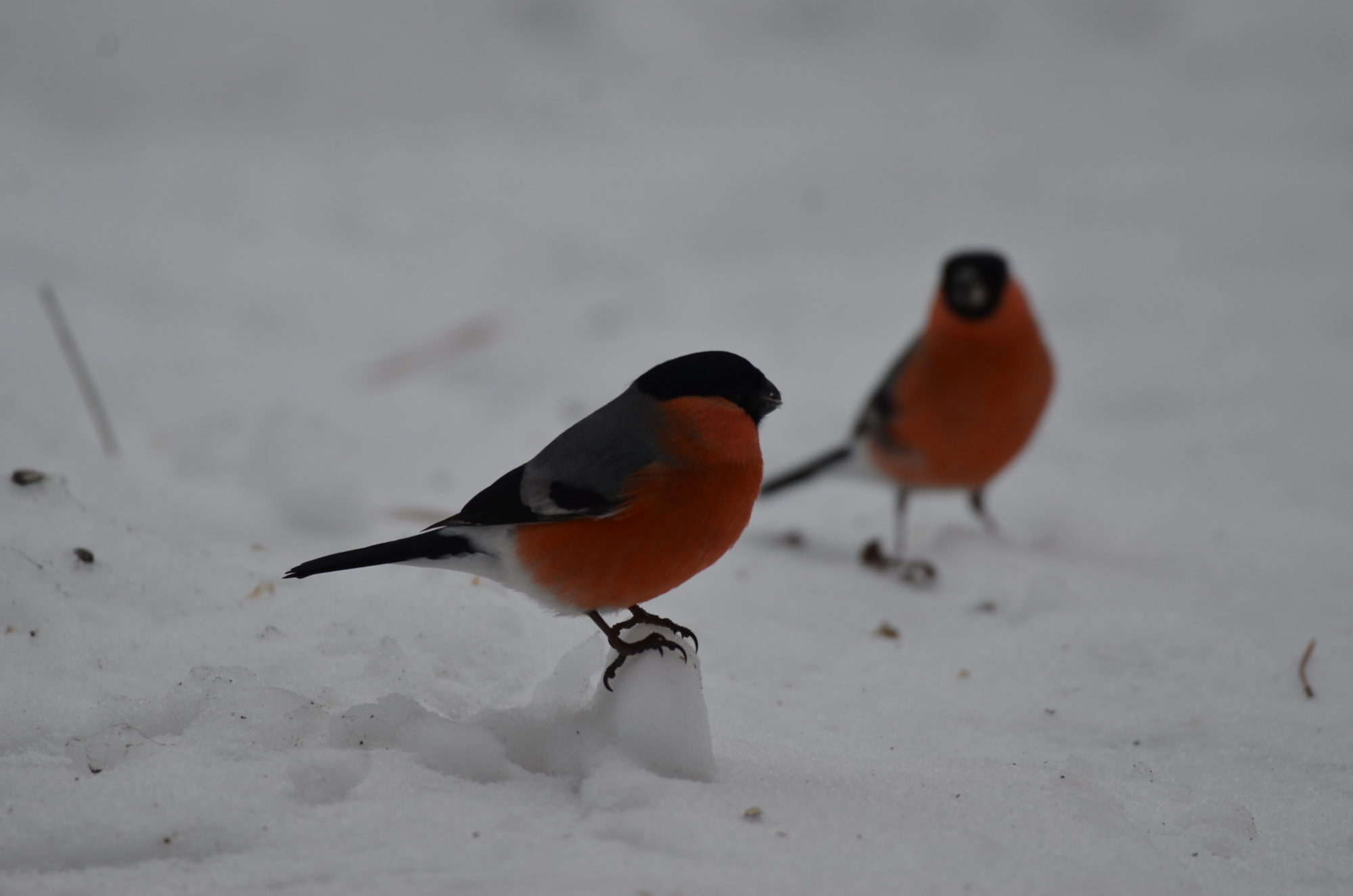 Valokuvaaja: Jouko Varonen