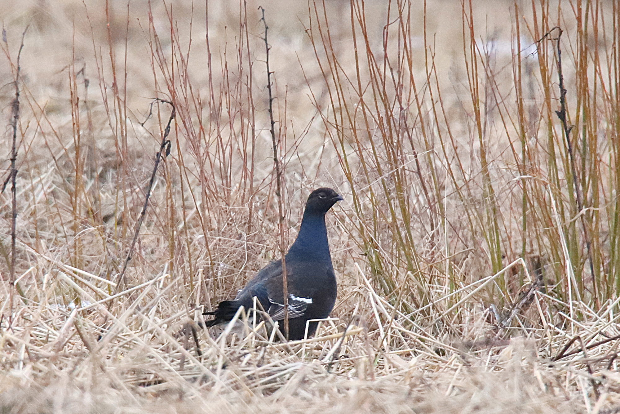 Valokuvaaja: sirpa jyske