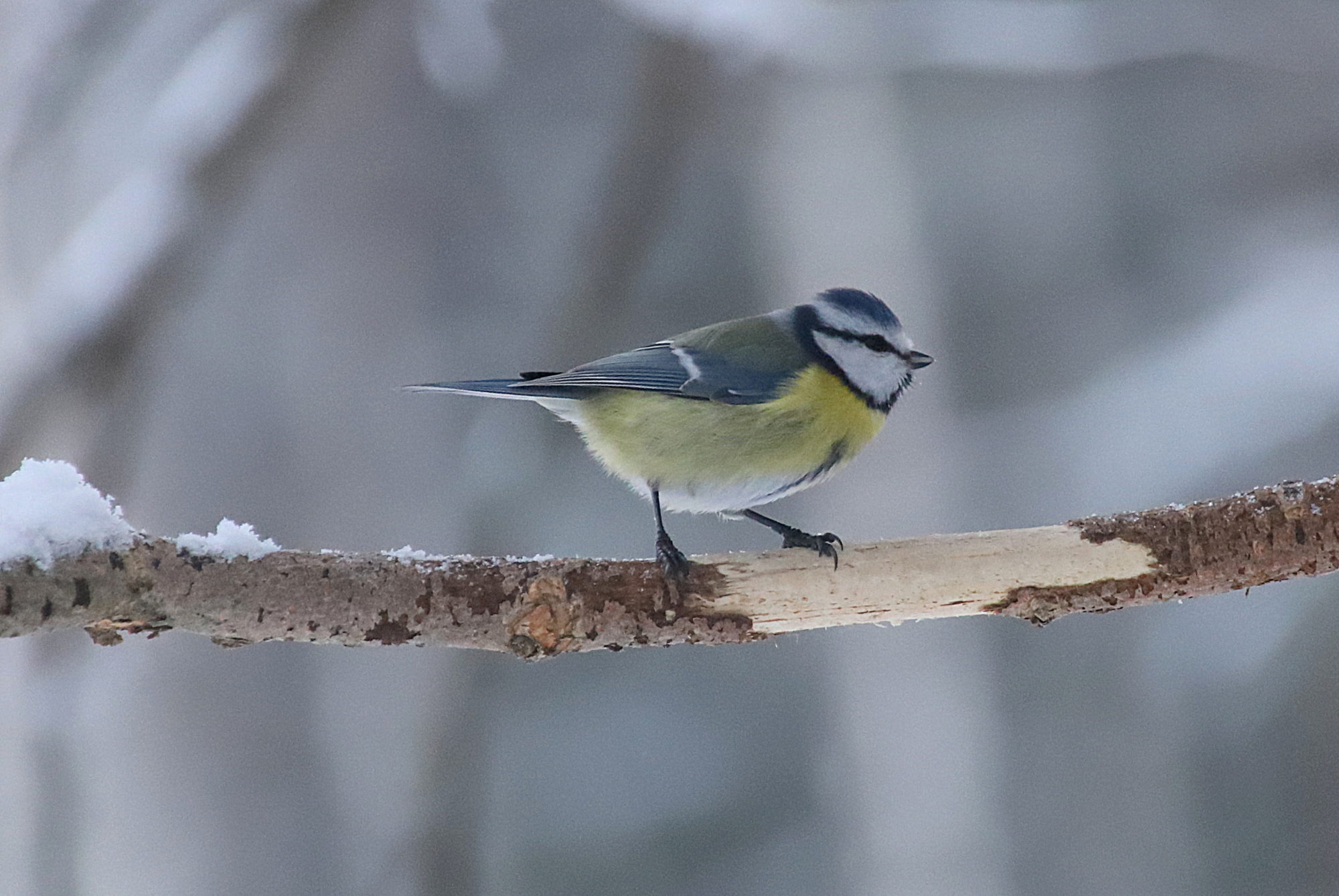 Valokuvaaja: sirpa jyske