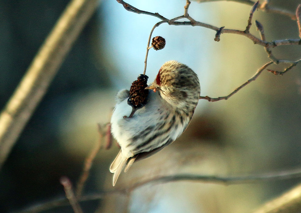 Valokuvaaja: Seppo Kalliomäki