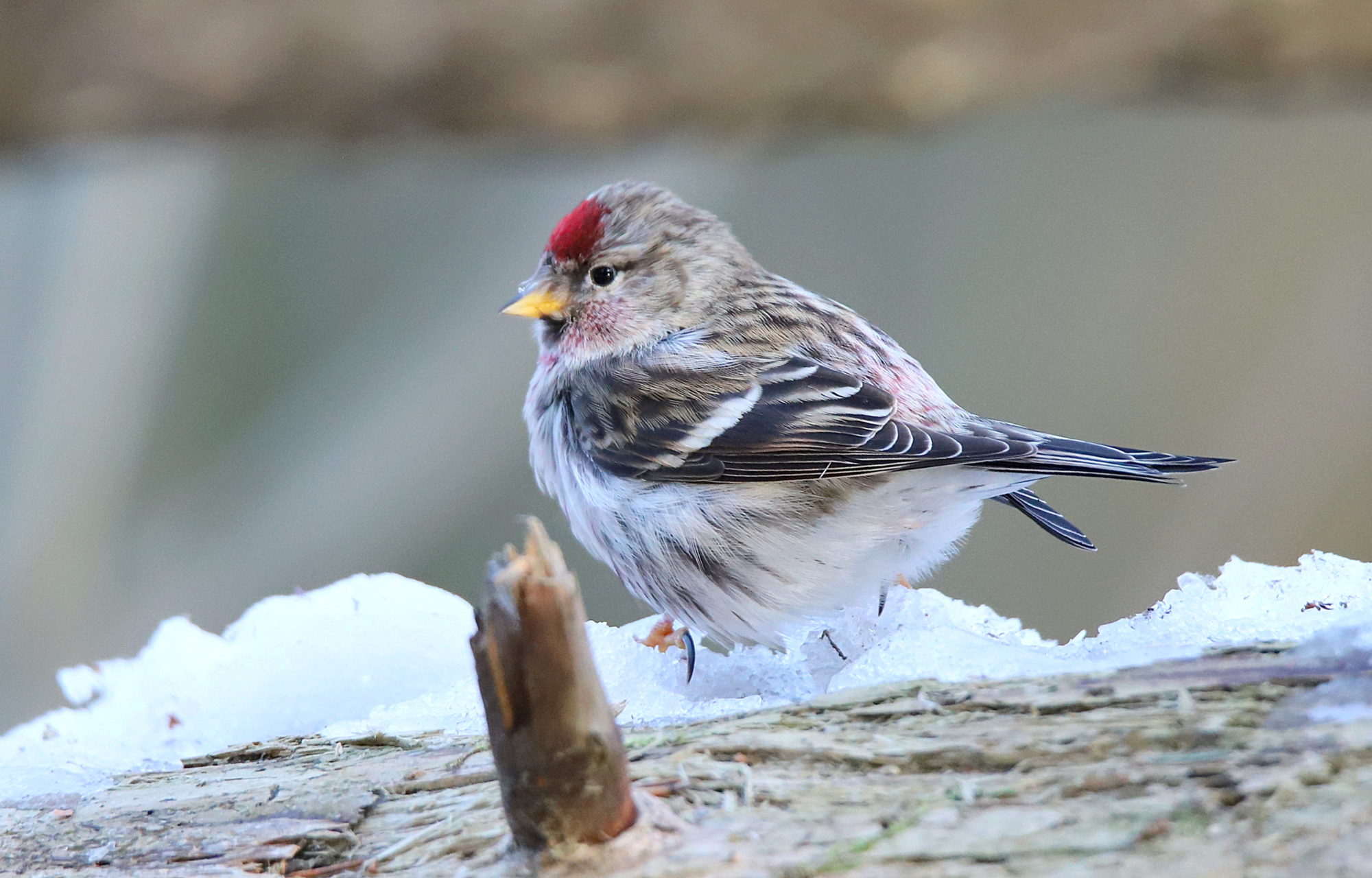 Valokuvaaja: sirpa jyske