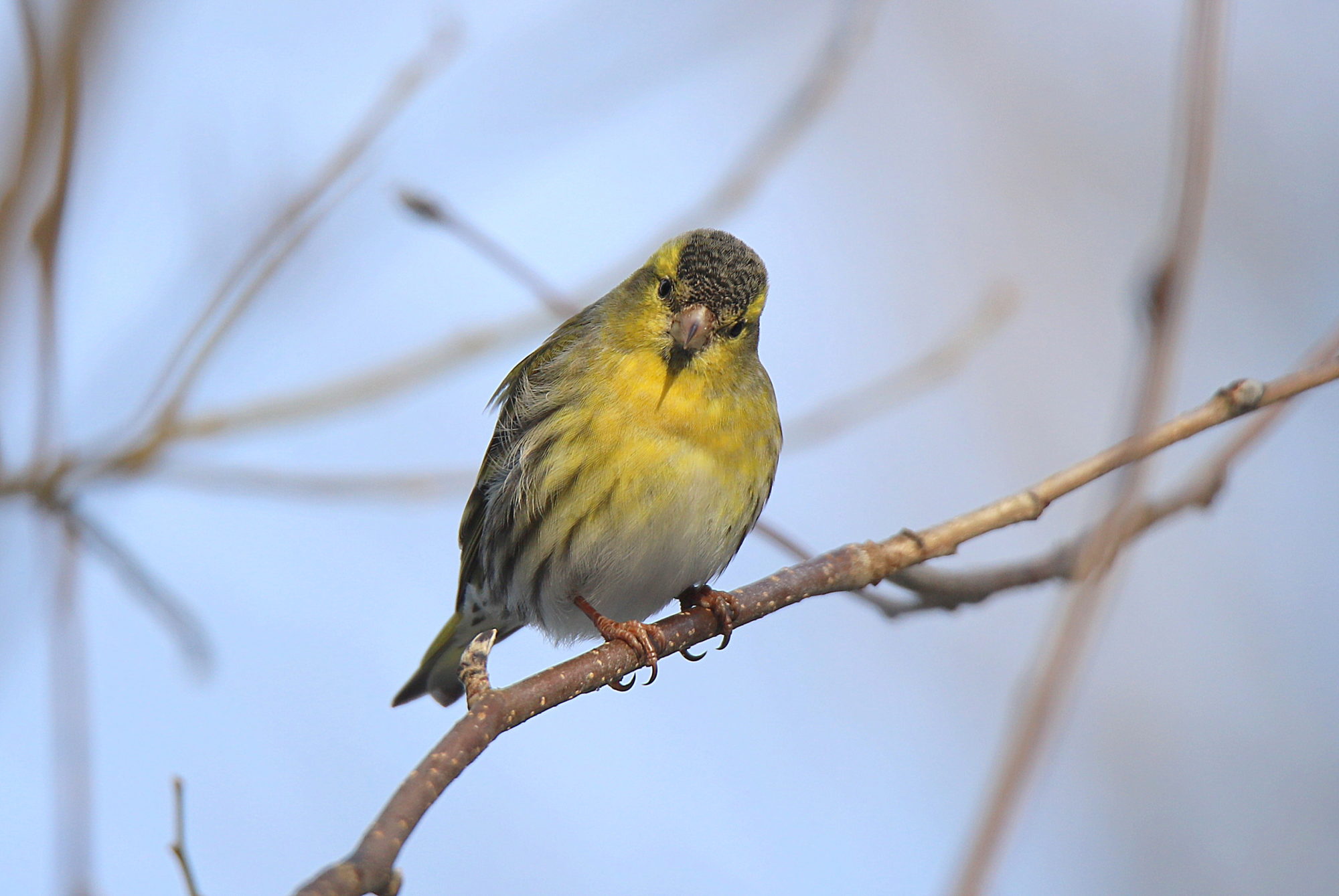 Valokuvaaja: sirpa jyske