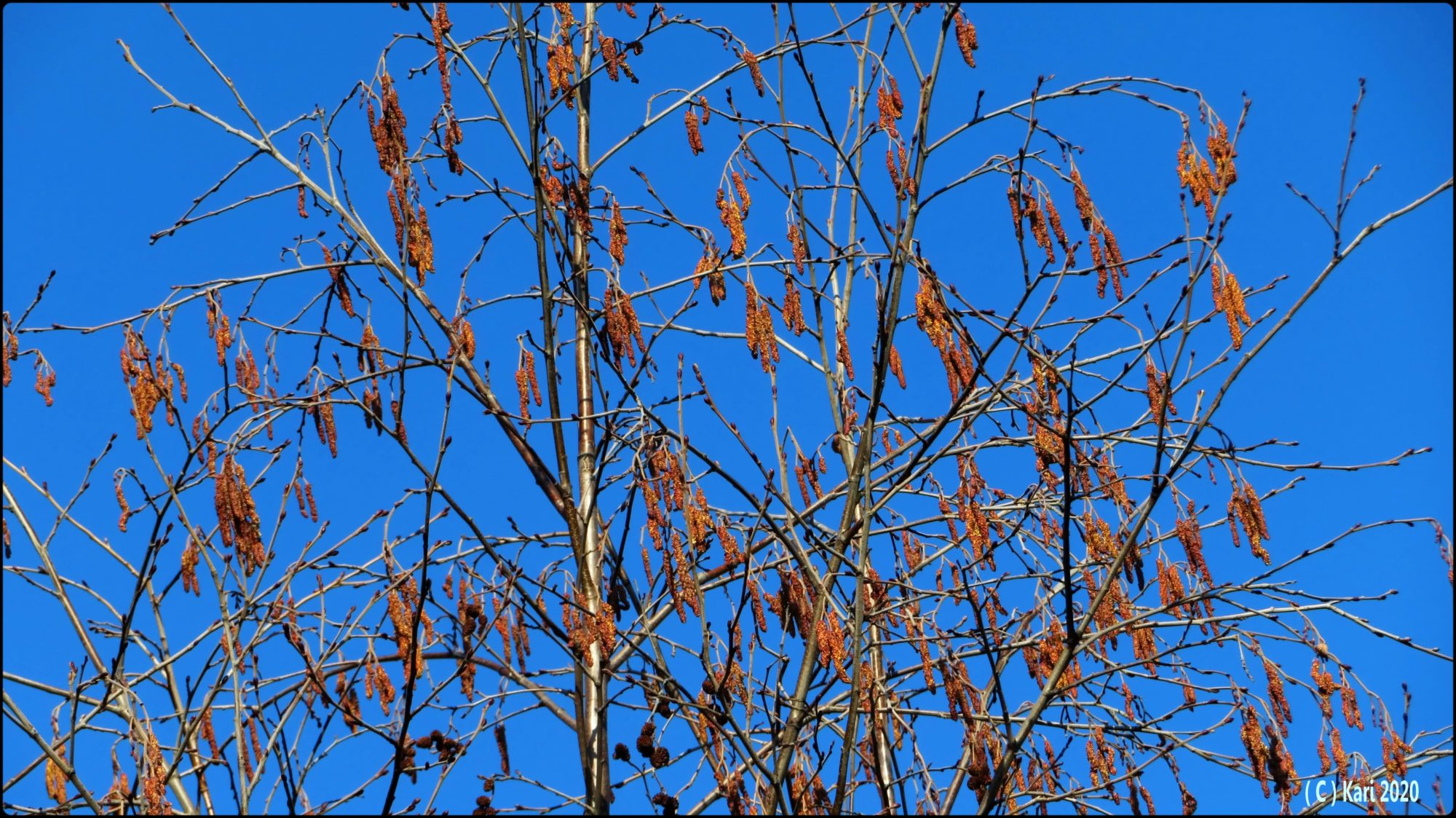 Valokuvaaja: Kari Saarinen