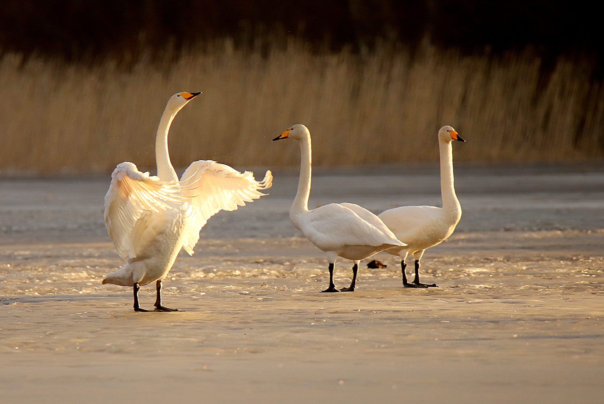 Valokuvaaja: sirpa Jyske
