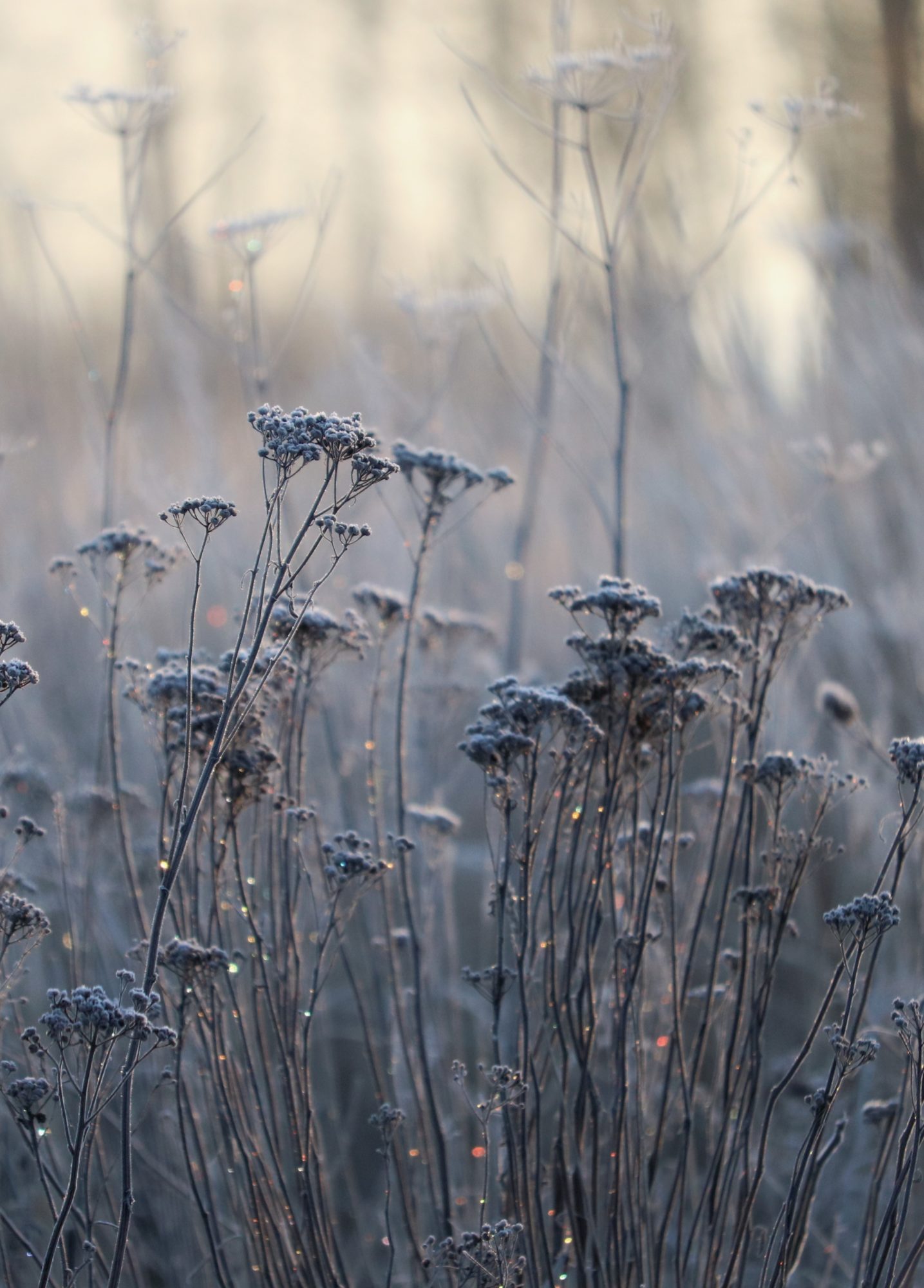 Valokuvaaja: Mari Saksola Valokuvaaja: Mari Saksola