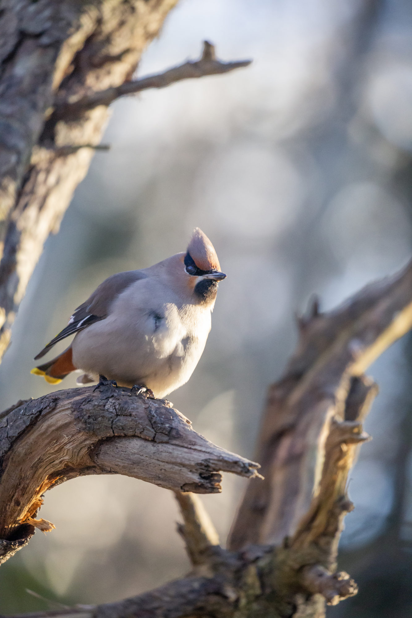 Valokuvaaja: Anne Patana