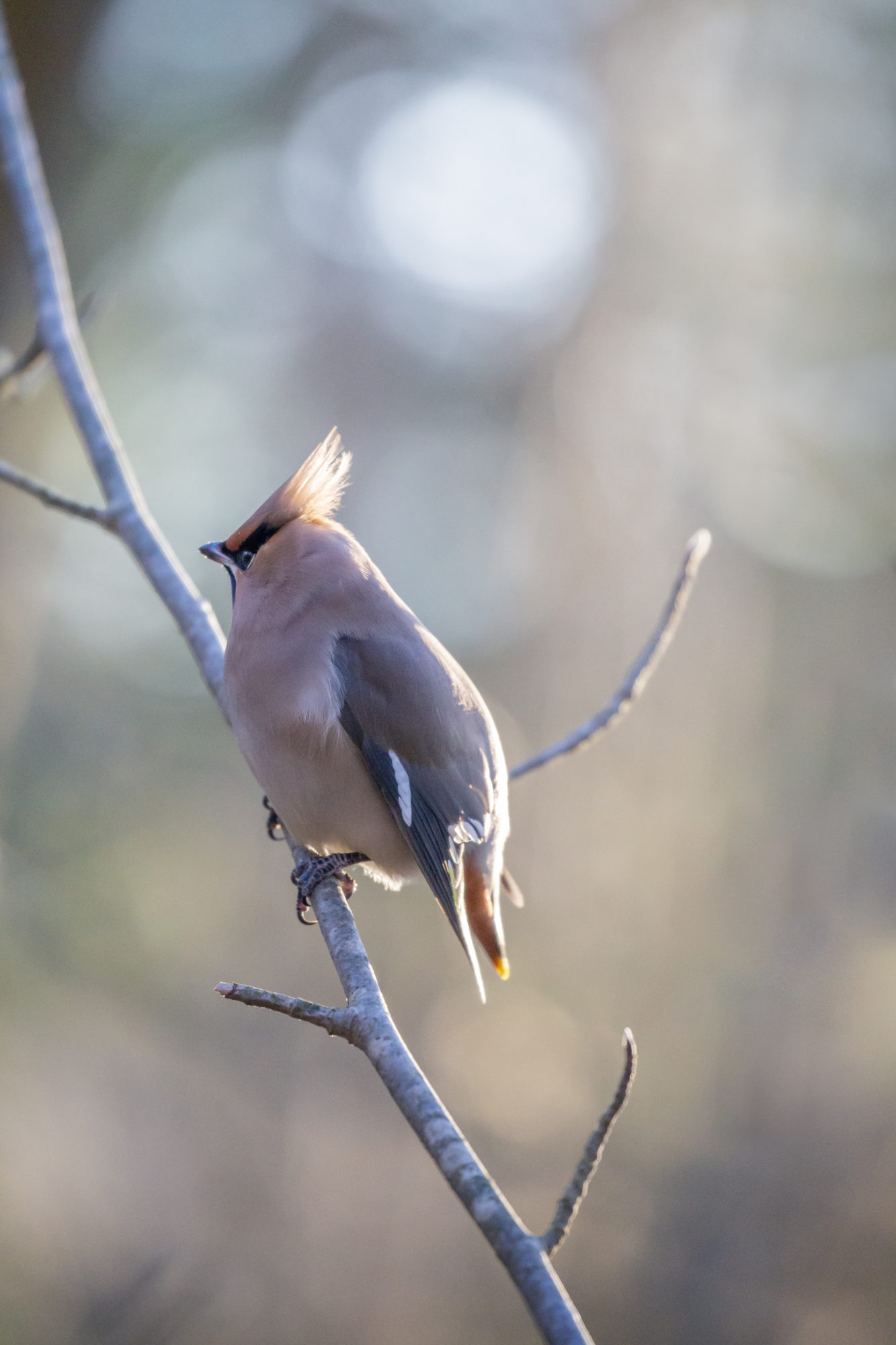 Valokuvaaja: Anne Patana