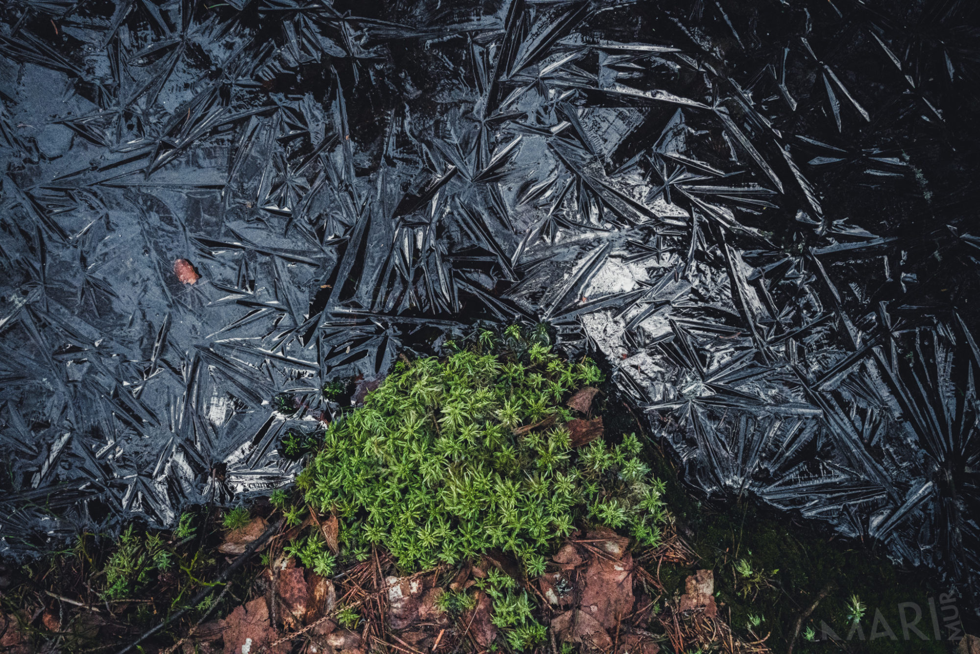 Valokuvaaja: Mari Mur