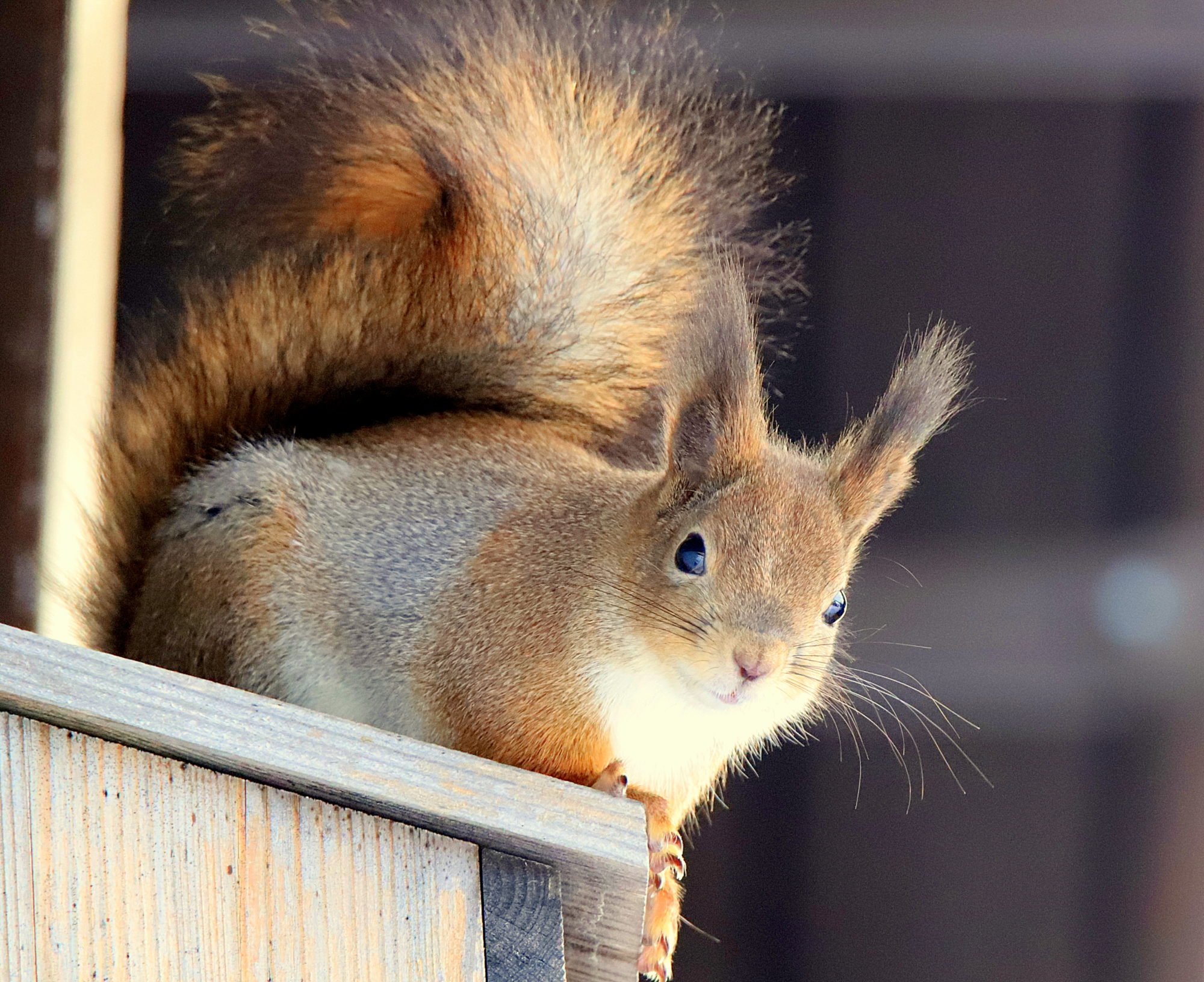 Valokuvaaja: sirpa jyske