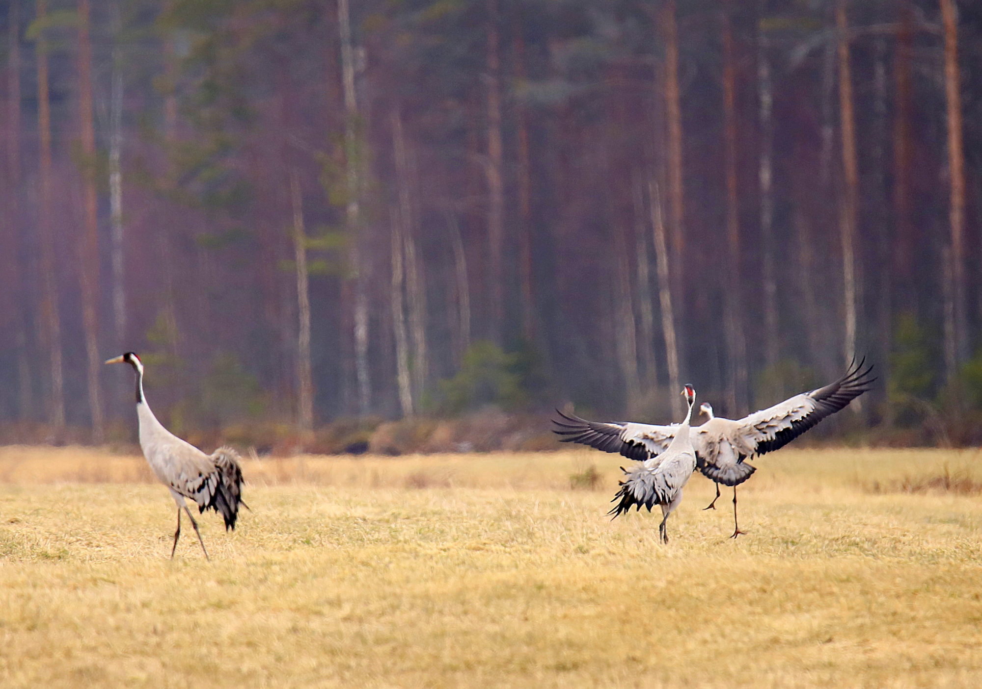 Valokuvaaja: sirpa jyske